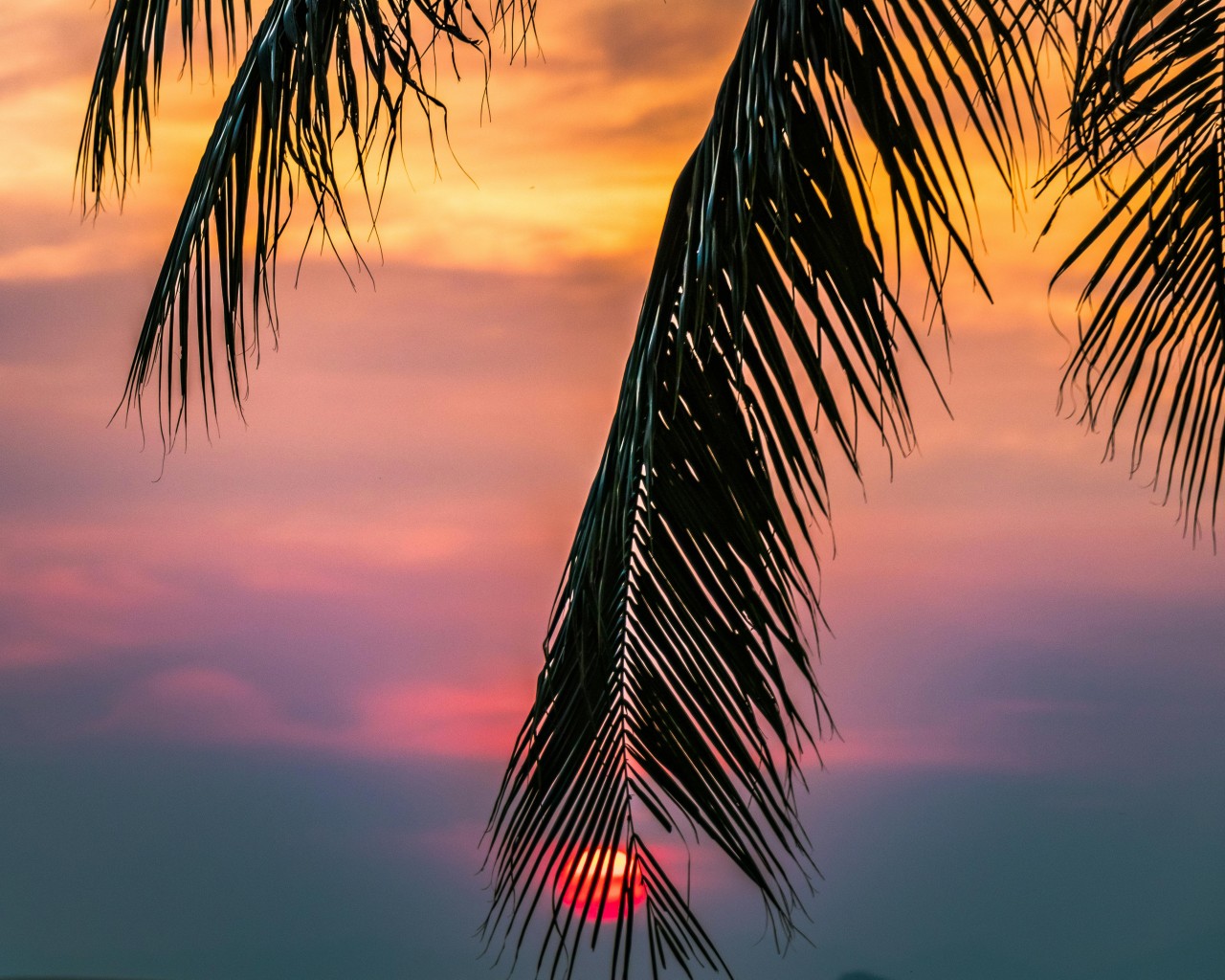 Sun Covered With Coconut Tree during Sunrise