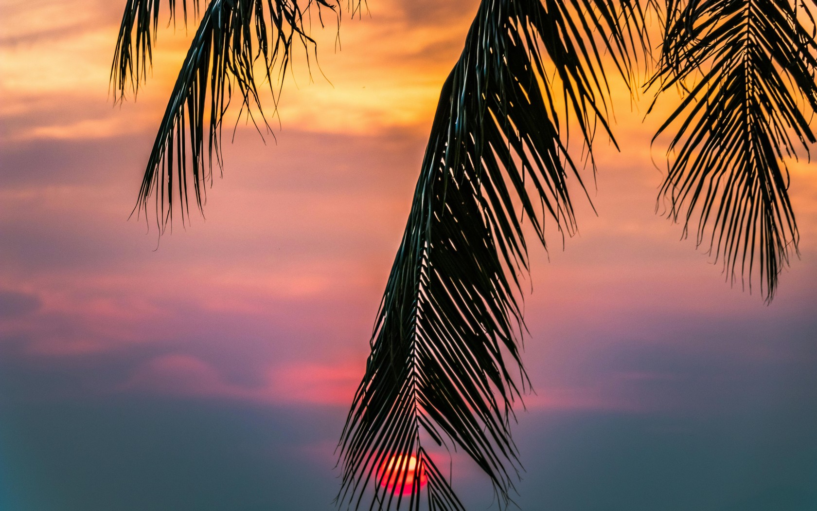Sun Covered With Coconut Tree during Sunrise