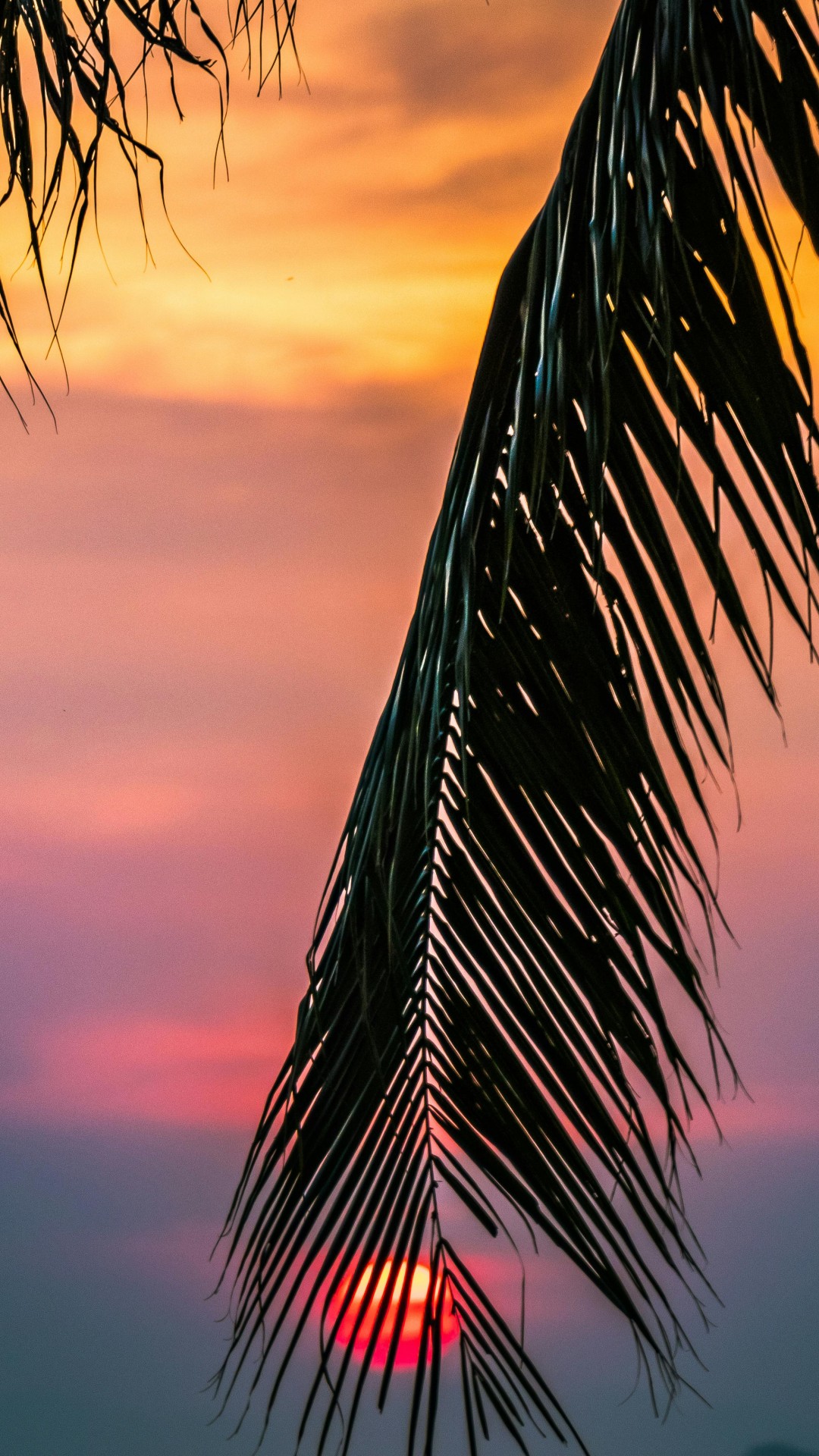 Sun Covered With Coconut Tree during Sunrise