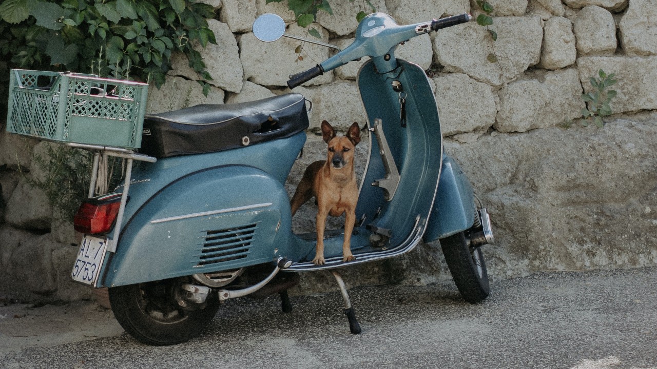 Dog on a moped