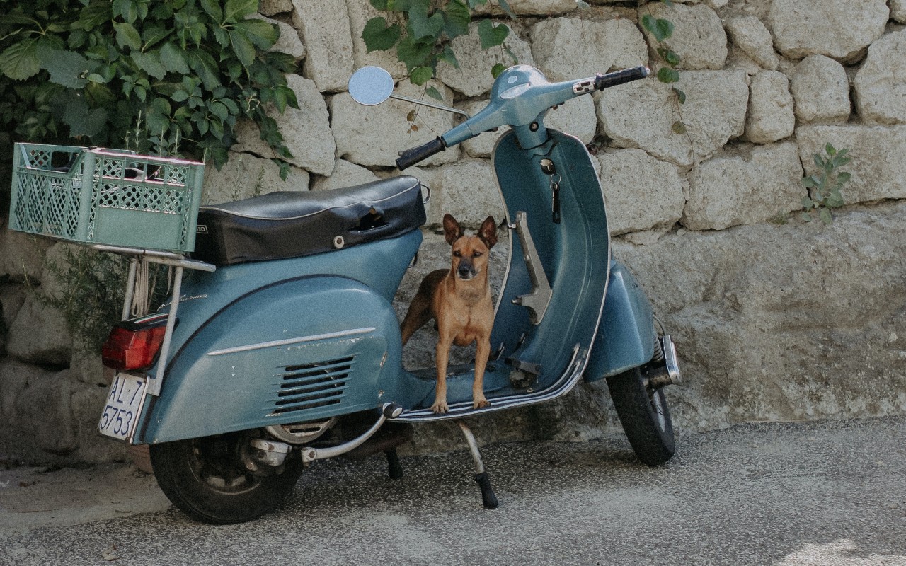 Dog on a moped