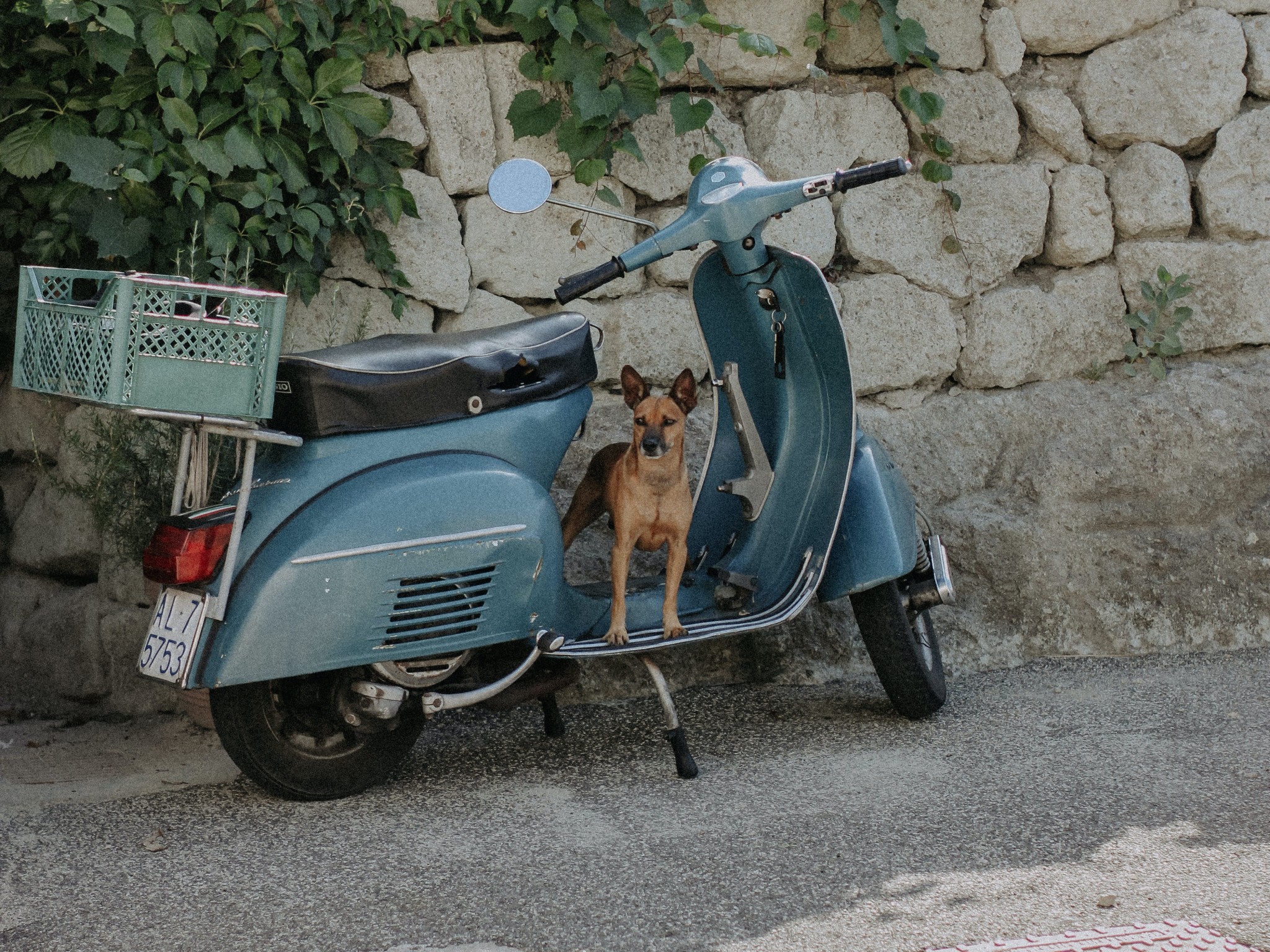 Dog on a moped