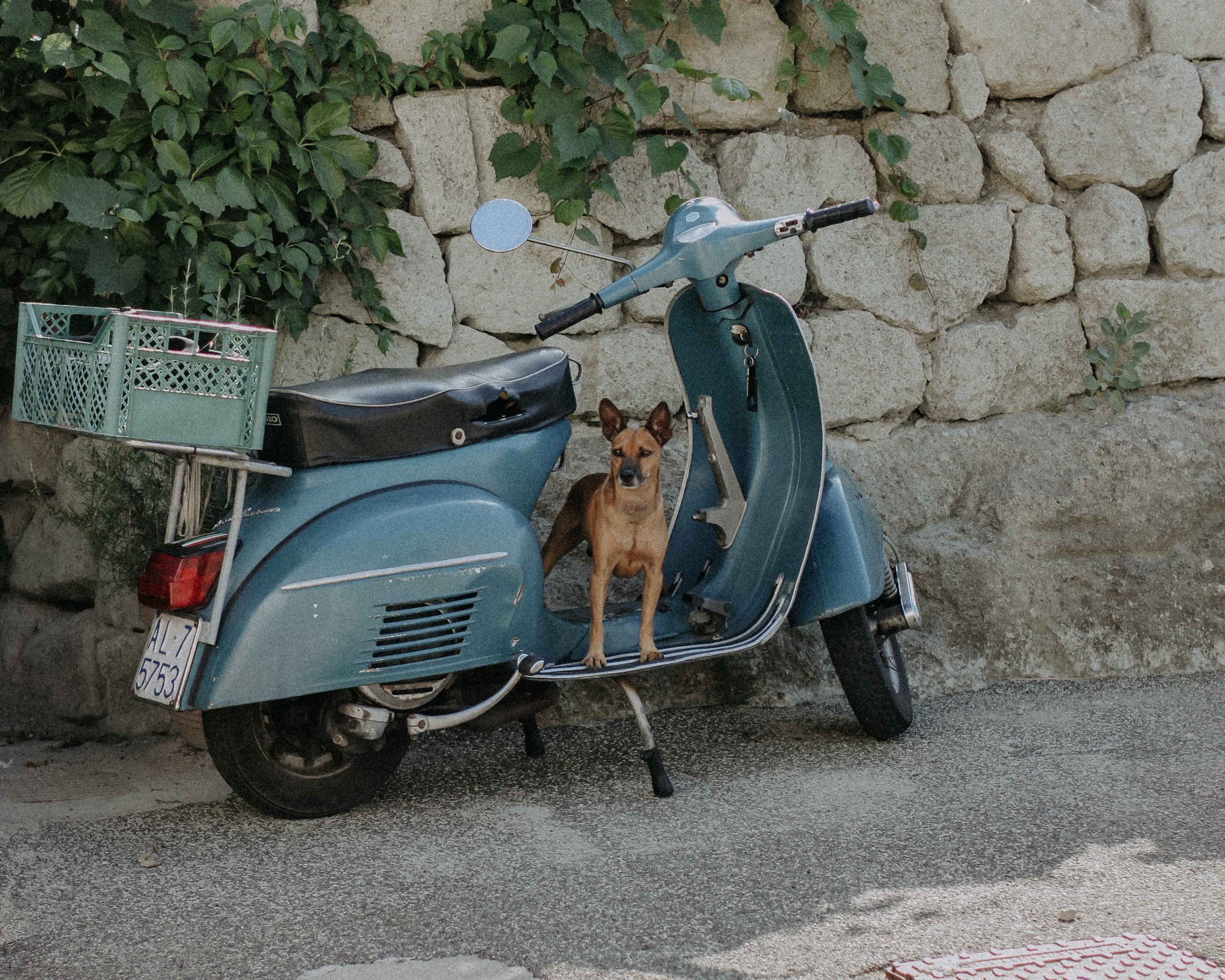 Dog on a moped