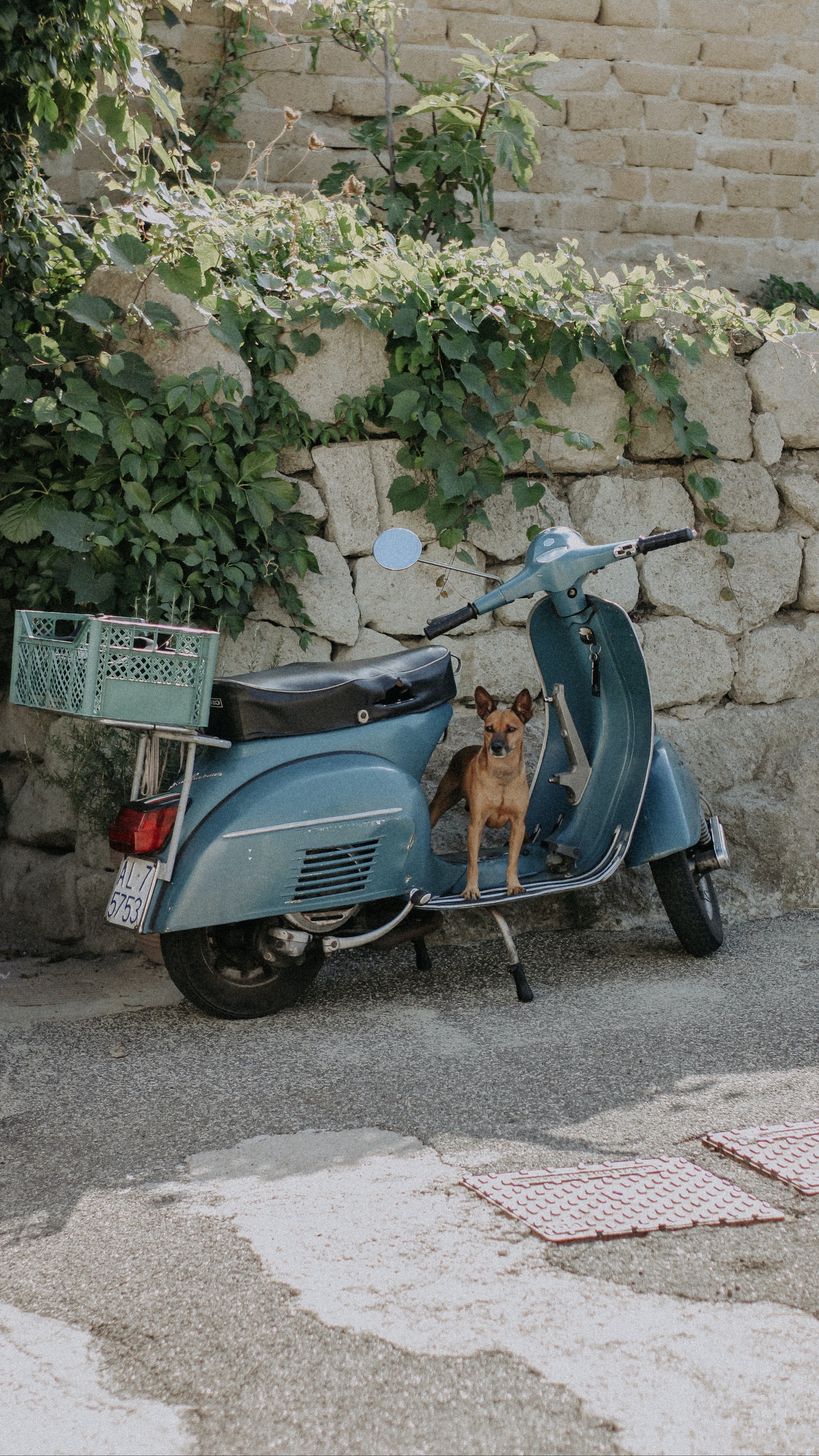Dog on a moped