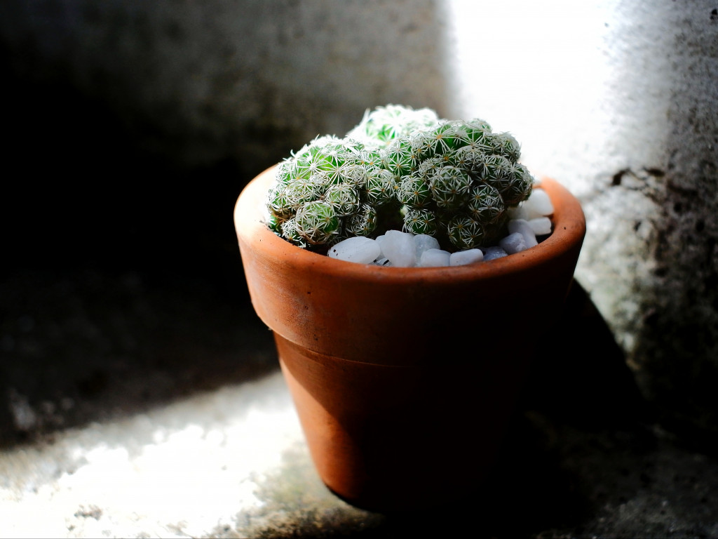 Green Cacti Planted on Brown Terracotta Pot