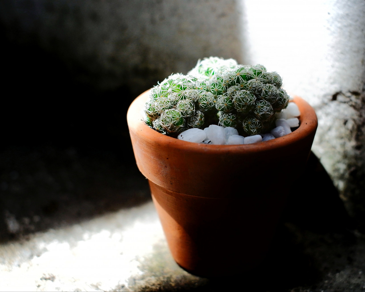 Green Cacti Planted on Brown Terracotta Pot