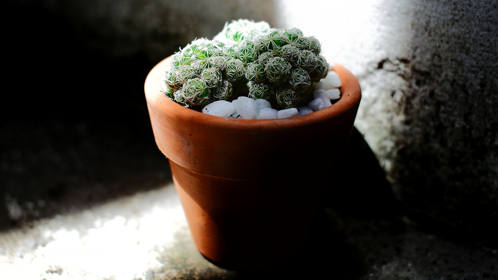 Green Cacti Planted on Brown Terracotta Pot
