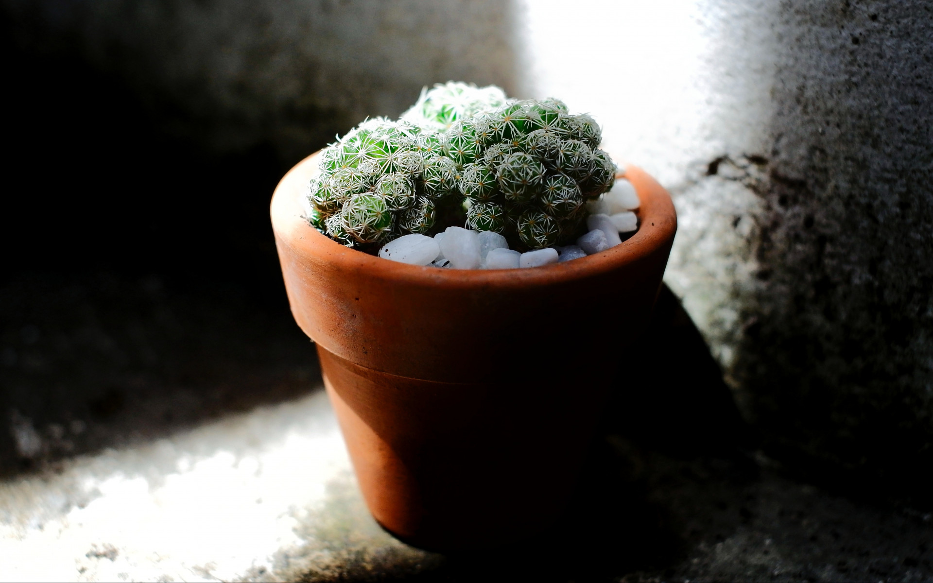 Green Cacti Planted on Brown Terracotta Pot