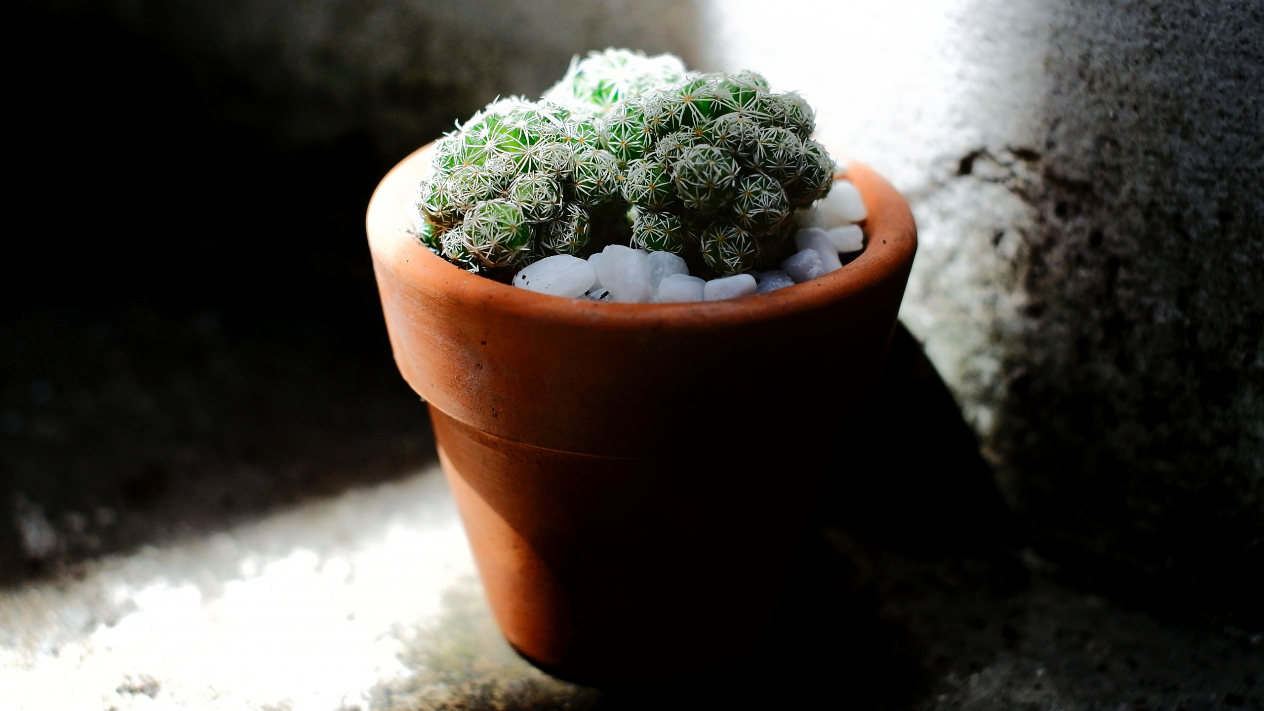 Green Cacti Planted on Brown Terracotta Pot