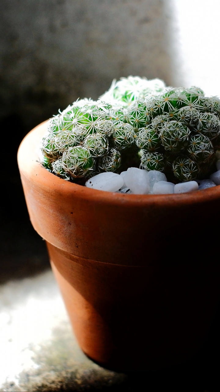 Green Cacti Planted on Brown Terracotta Pot