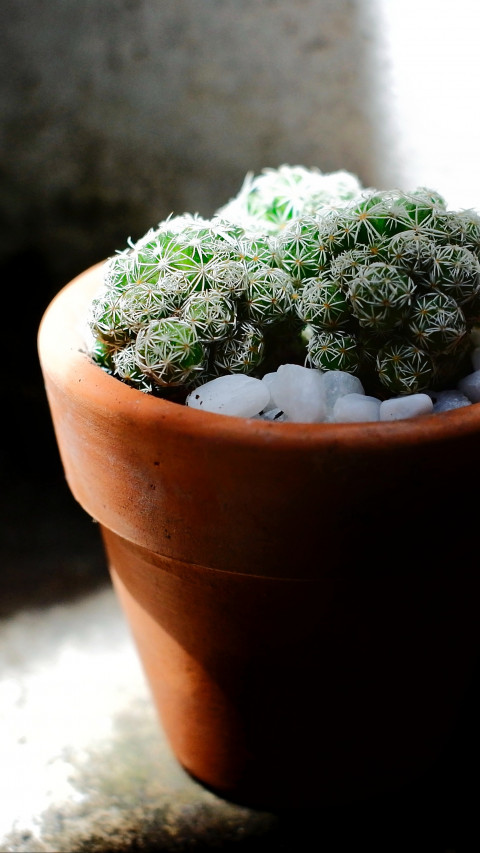 Green Cacti Planted on Brown Terracotta Pot