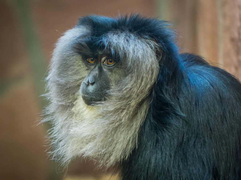 Gray Monkey