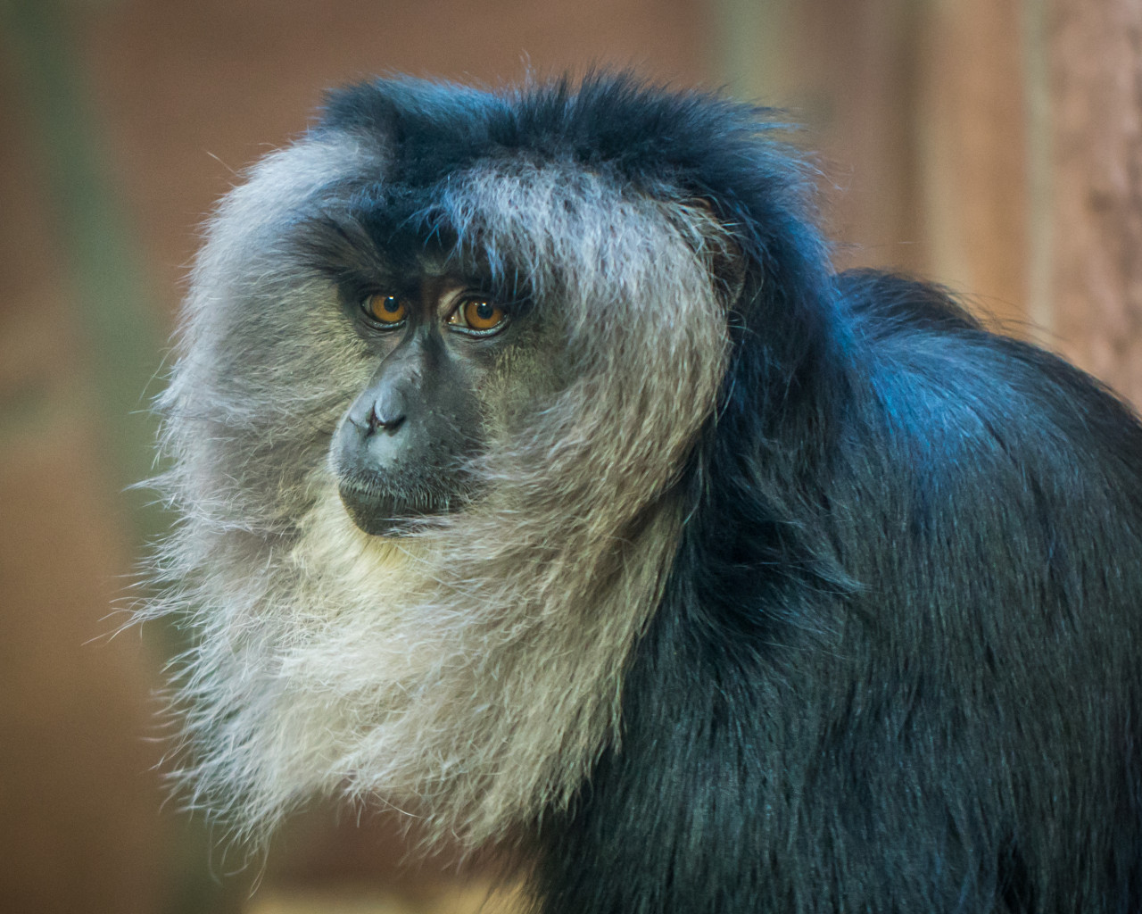 Gray Monkey