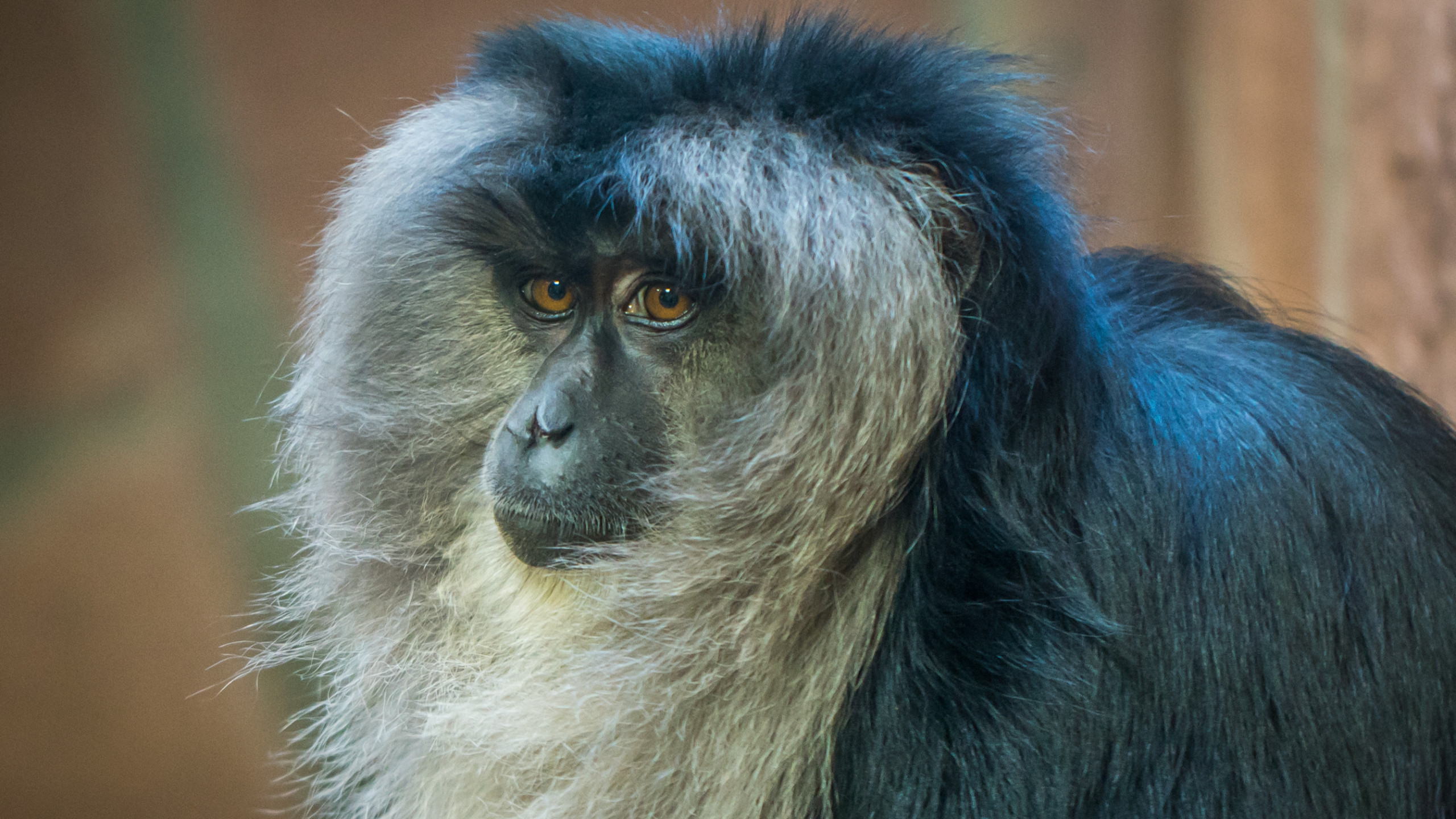 Gray Monkey