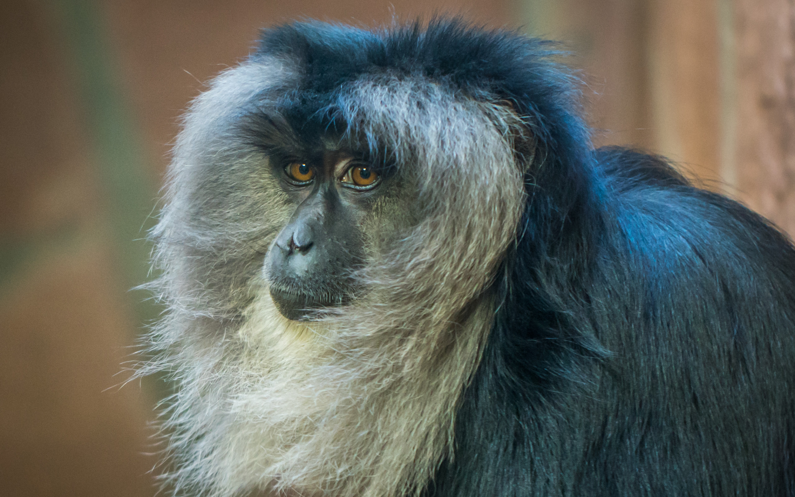 Gray Monkey