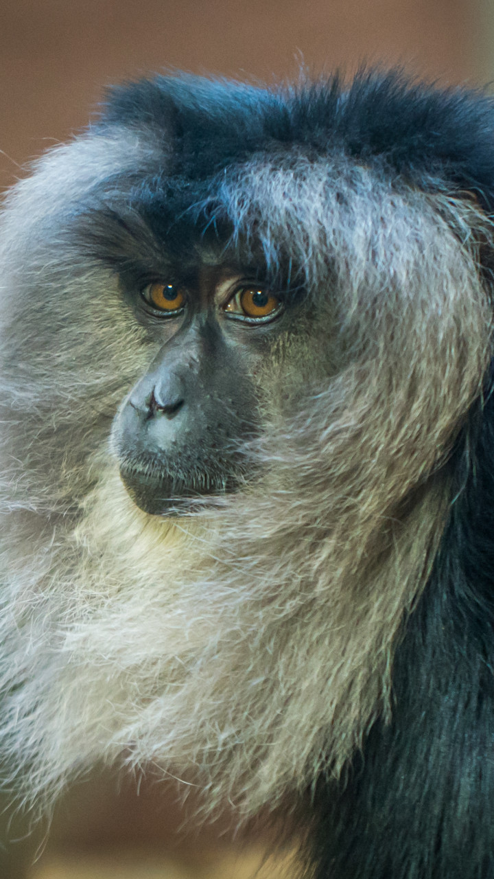 Gray Monkey