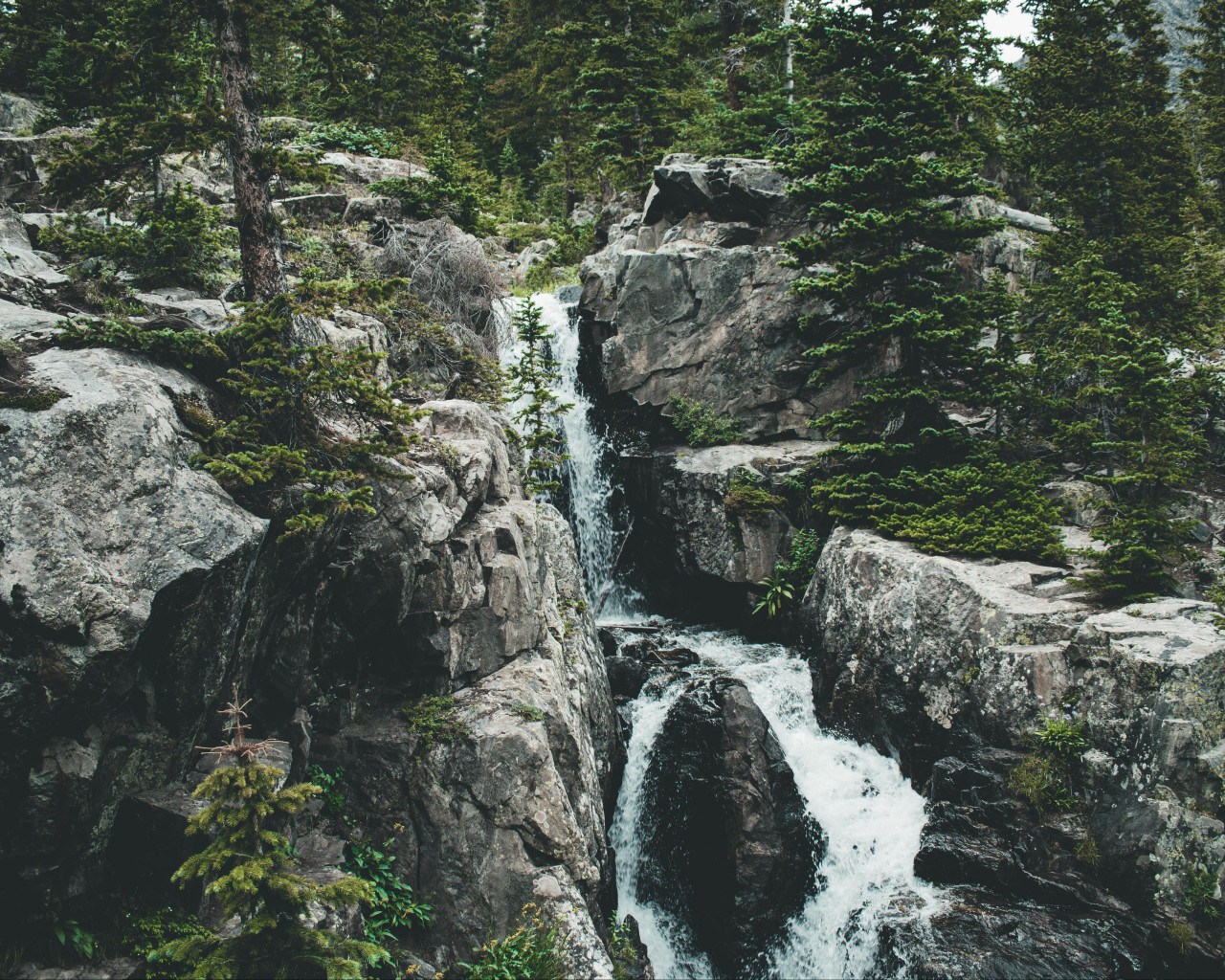 Water Surrounded by Tall Green Trees