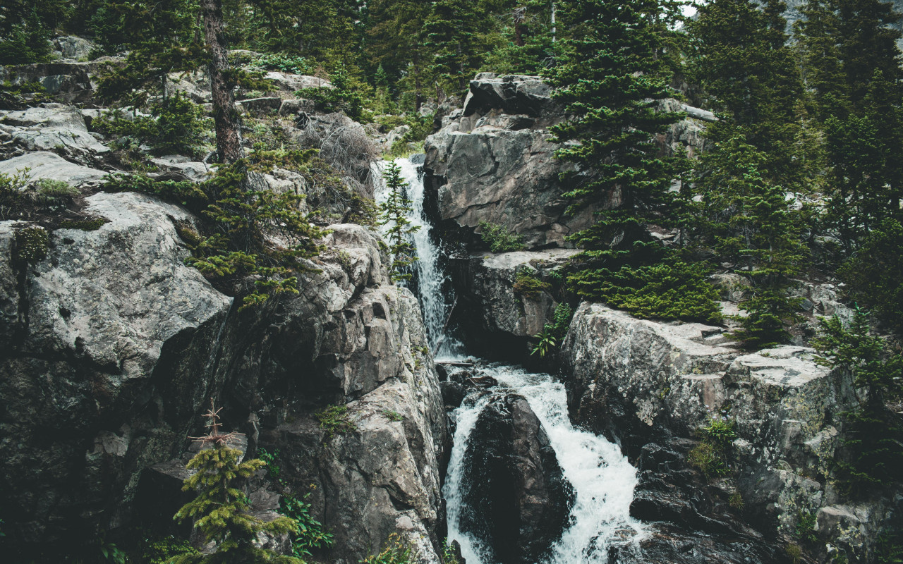 Water Surrounded by Tall Green Trees