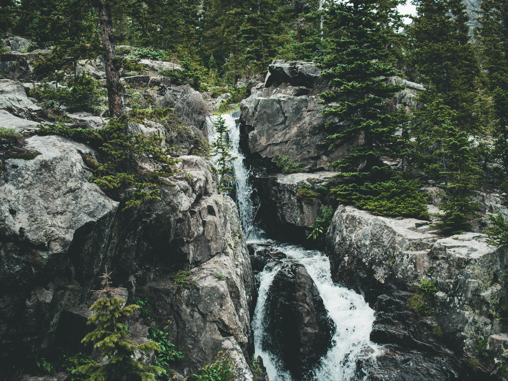 Water Surrounded by Tall Green Trees
