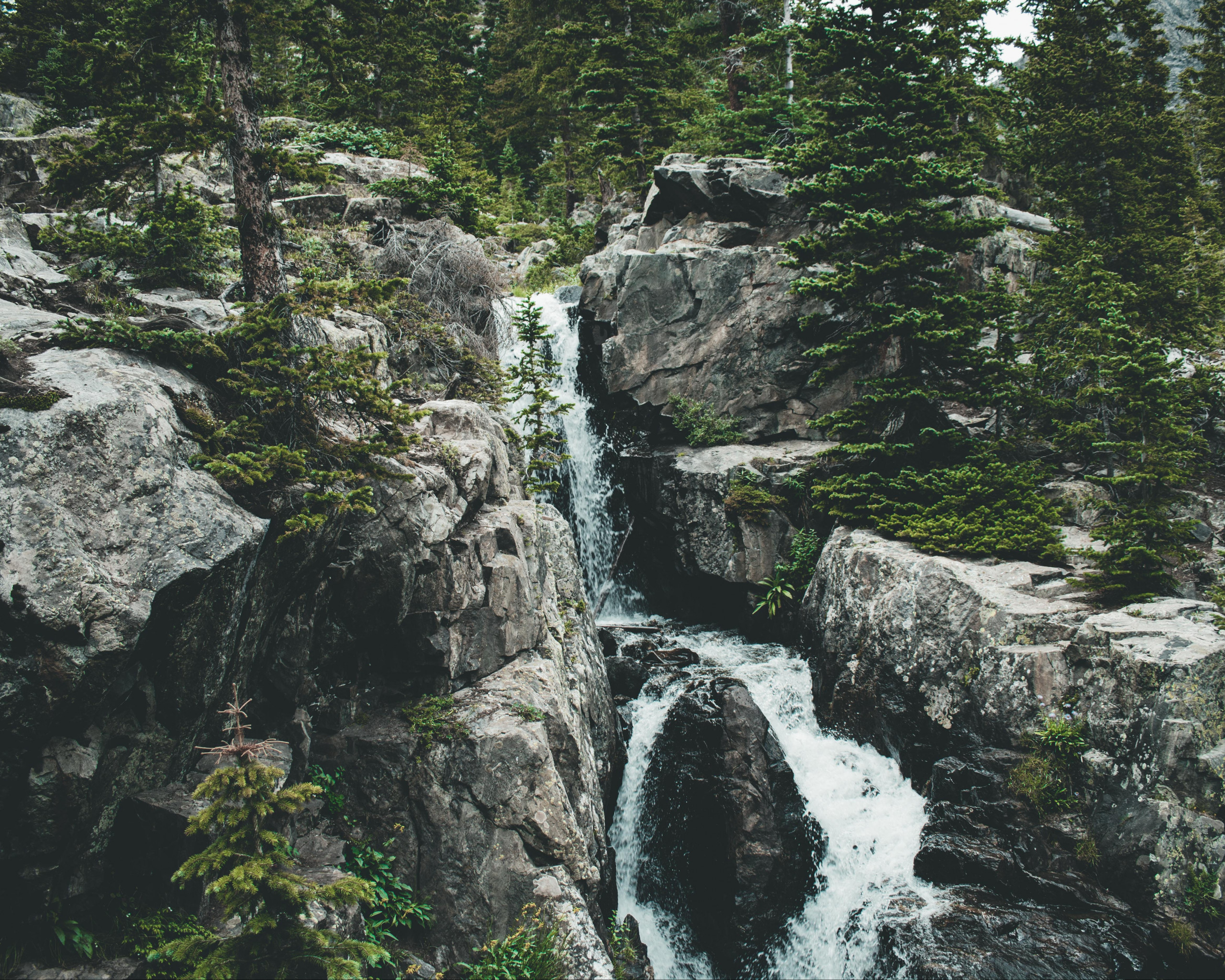 Water Surrounded by Tall Green Trees
