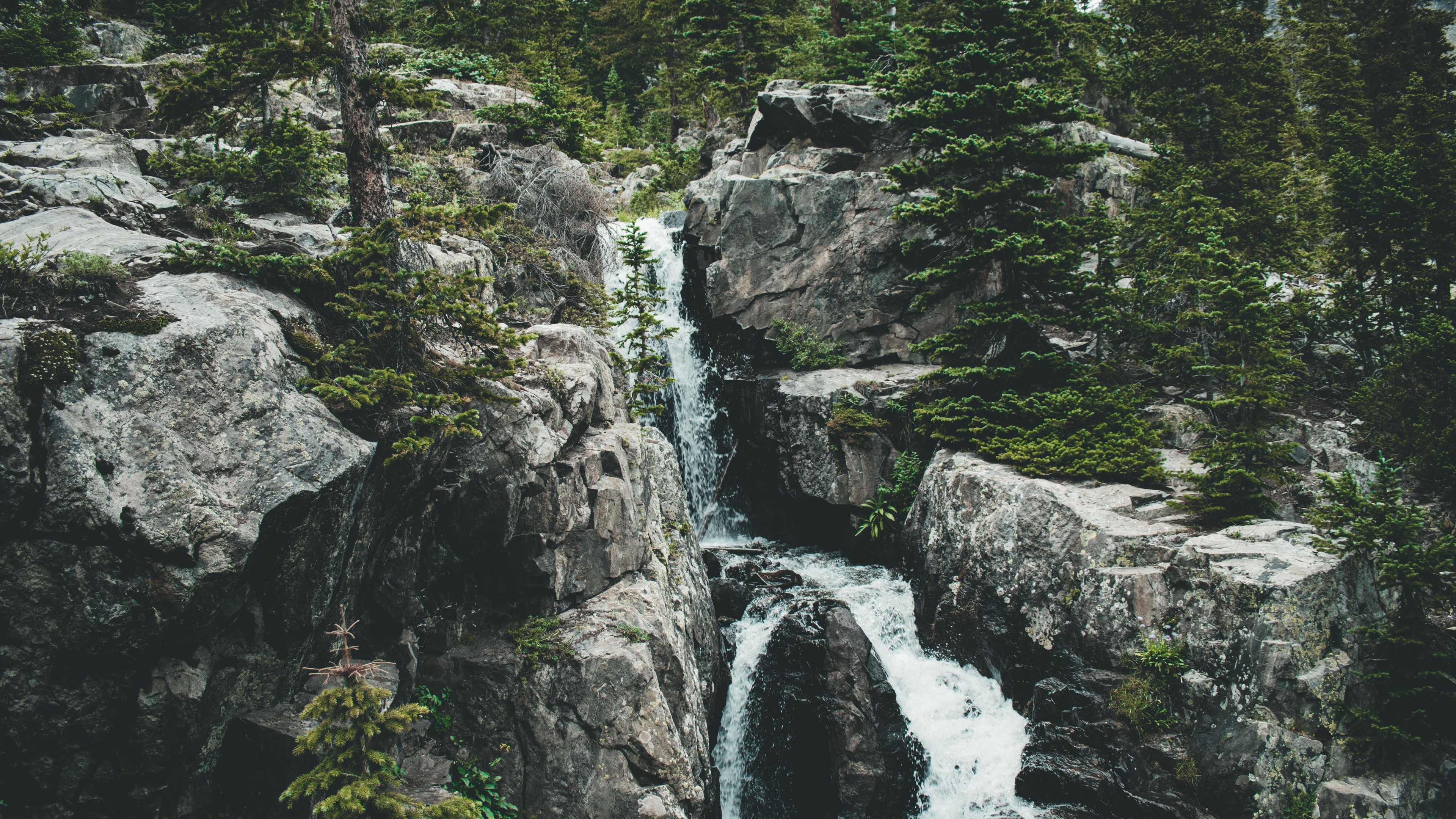 Water Surrounded by Tall Green Trees