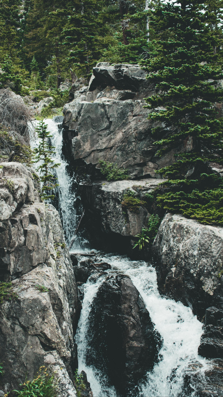 Water Surrounded by Tall Green Trees