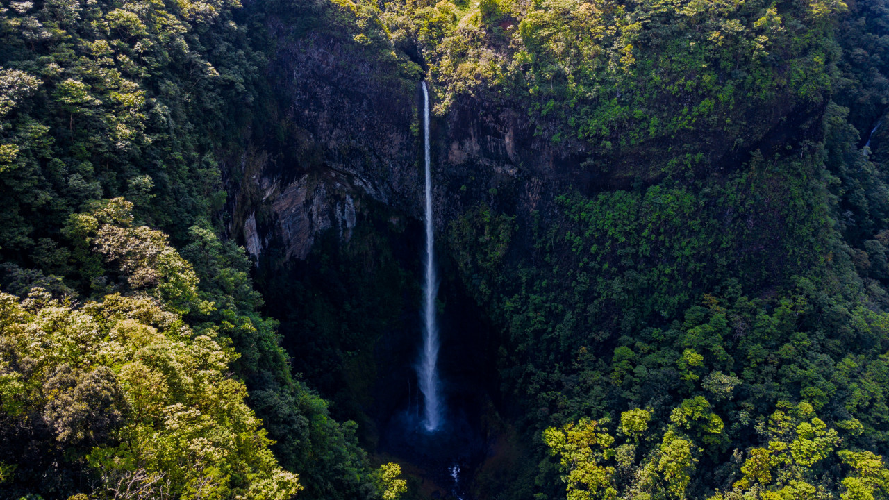 Waterfall Surrounded by Green Leaf Trees 