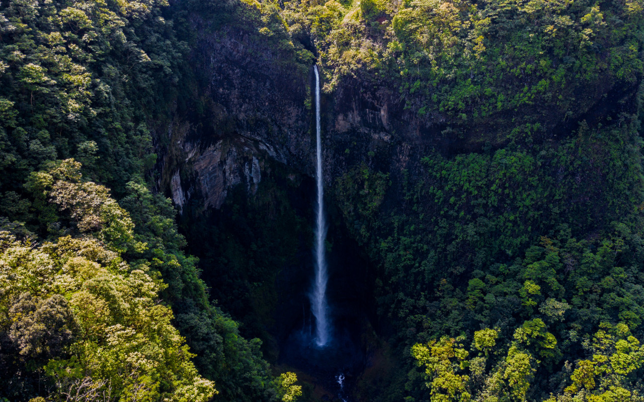 Waterfall Surrounded by Green Leaf Trees 