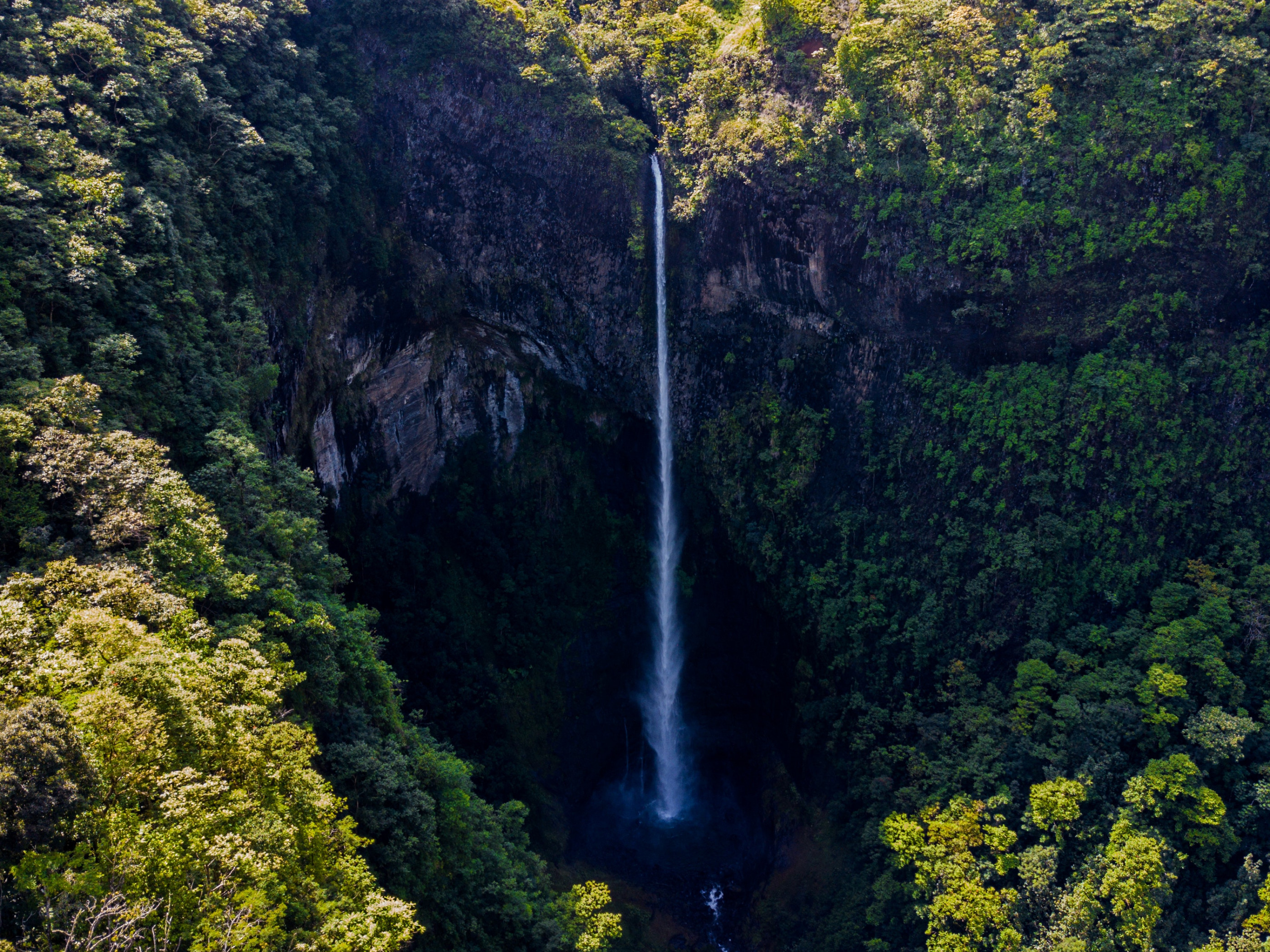 Waterfall Surrounded by Green Leaf Trees 