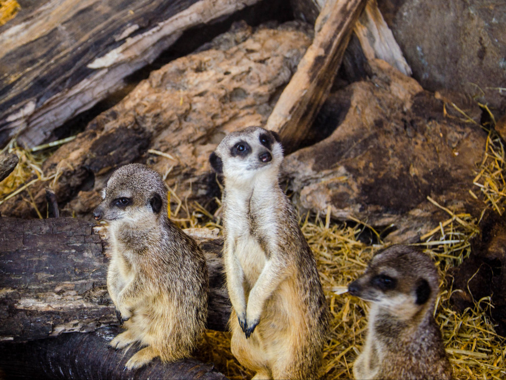 meerkats
