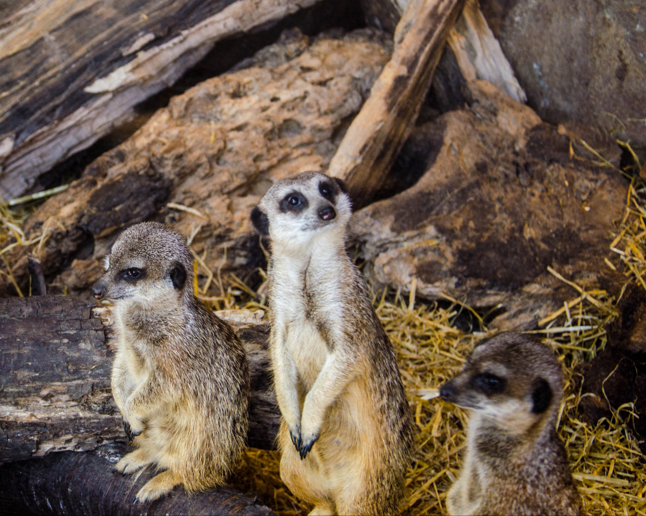 meerkats