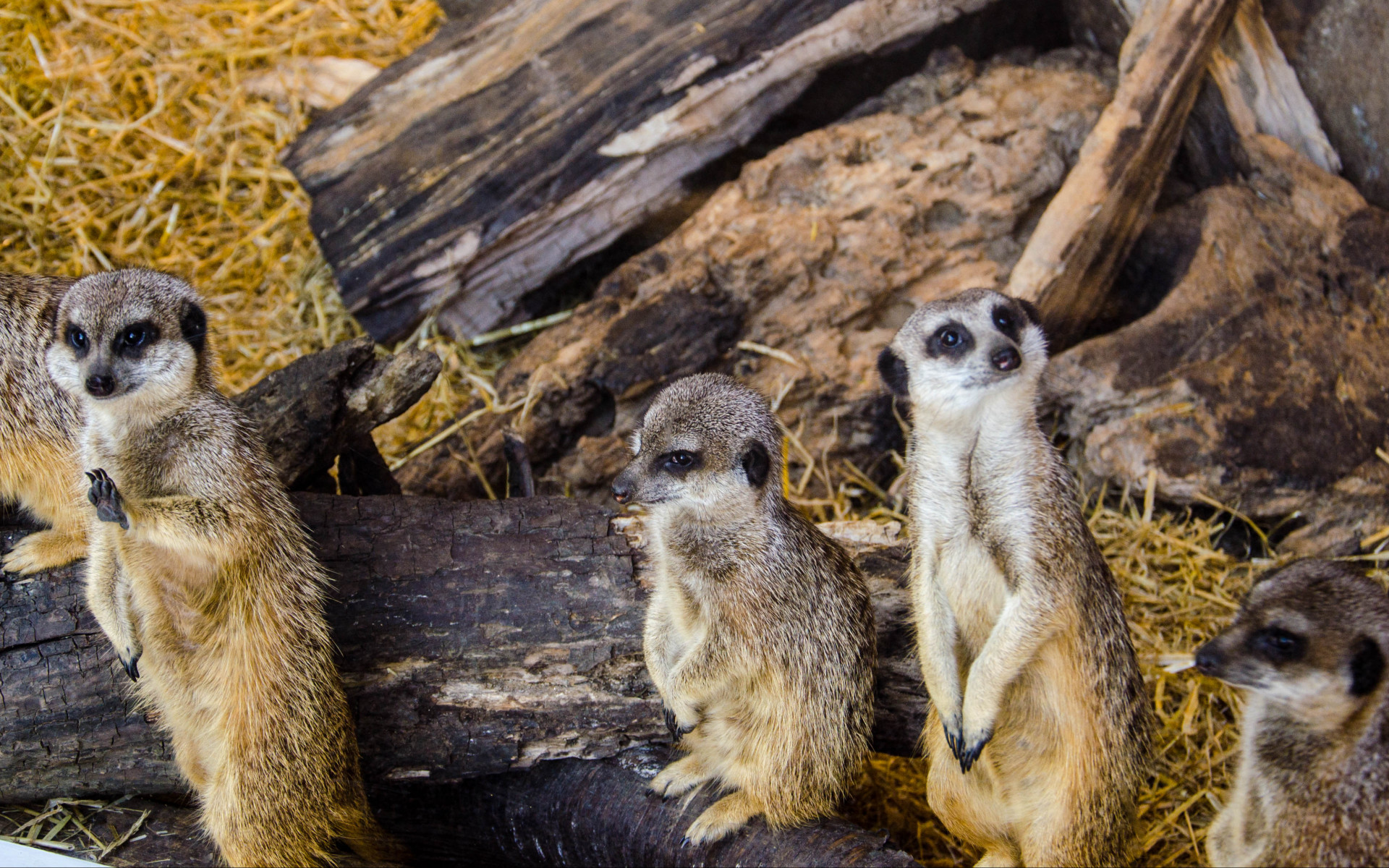 meerkats