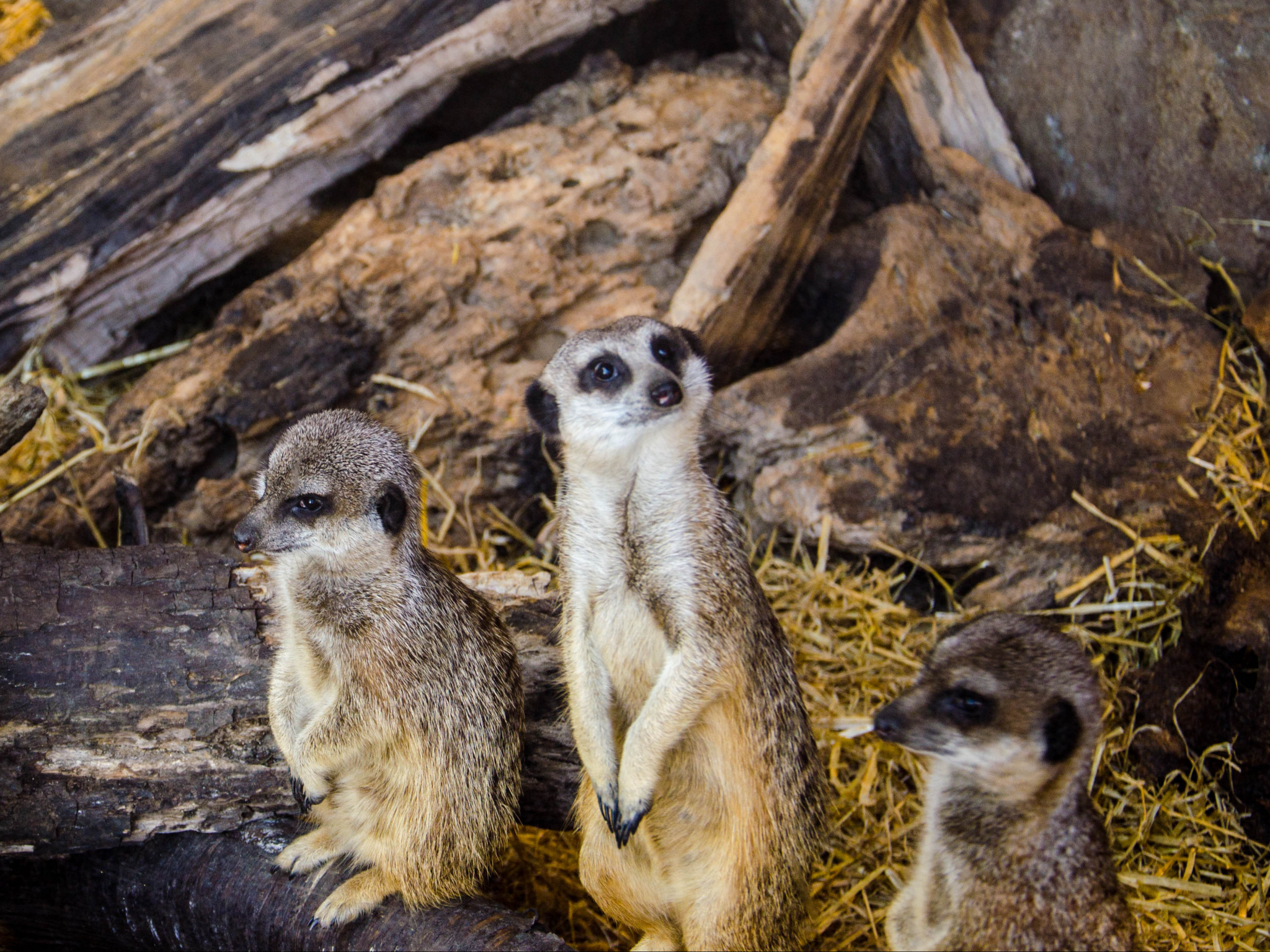 meerkats