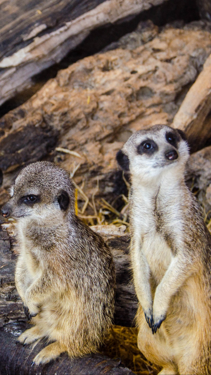 meerkats