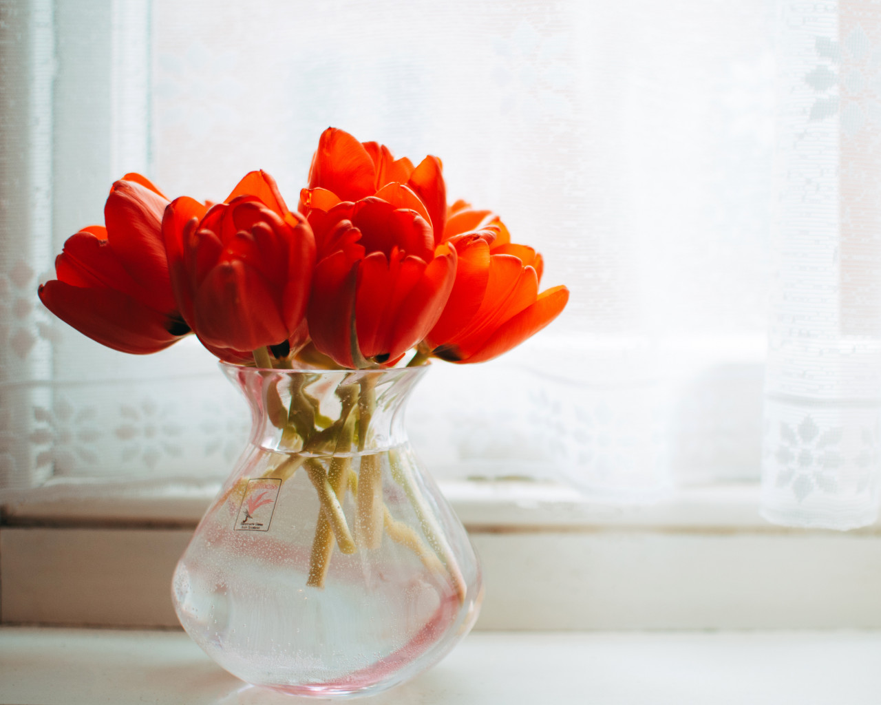 Red Tulips 