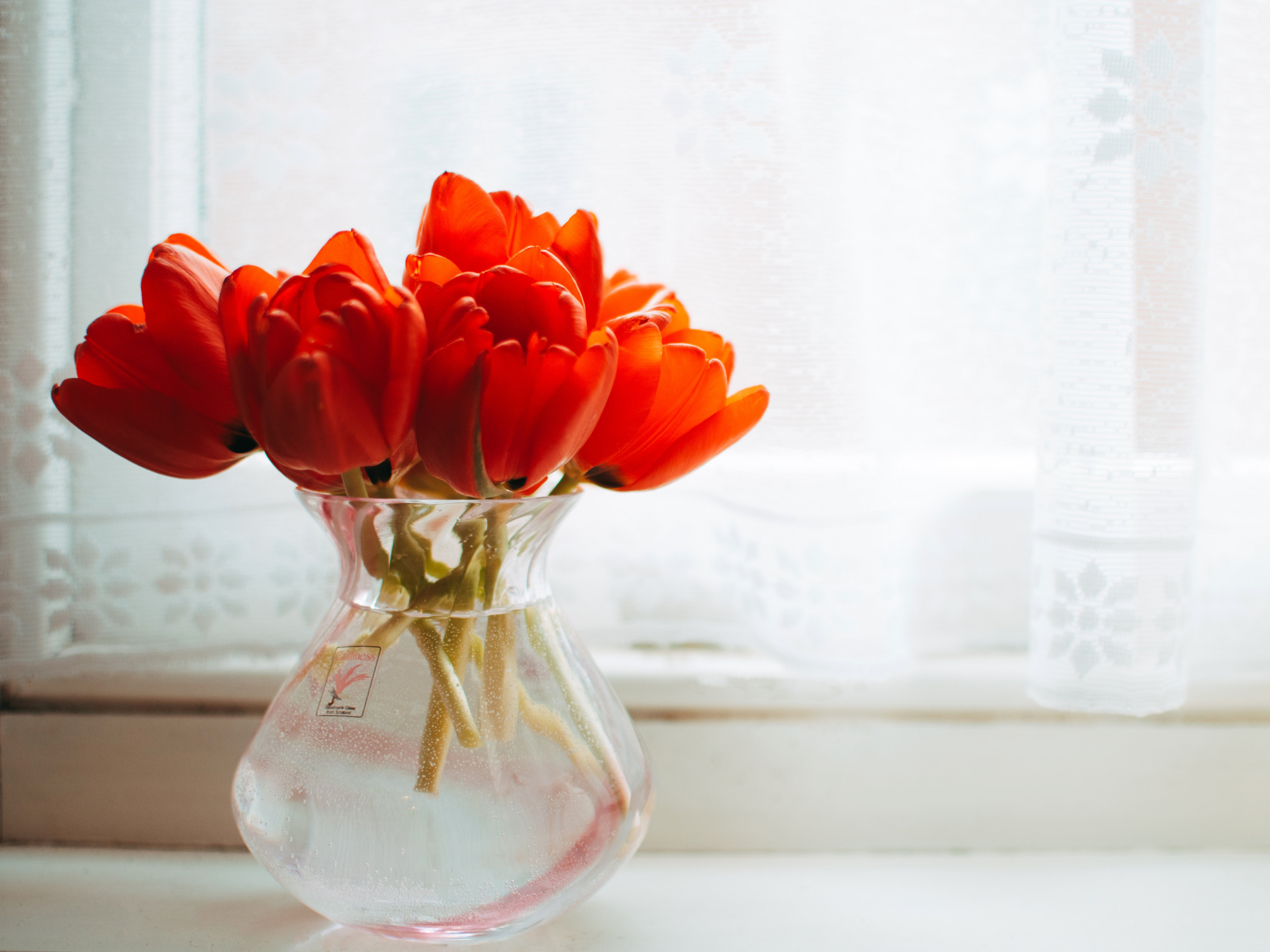 Red Tulips 