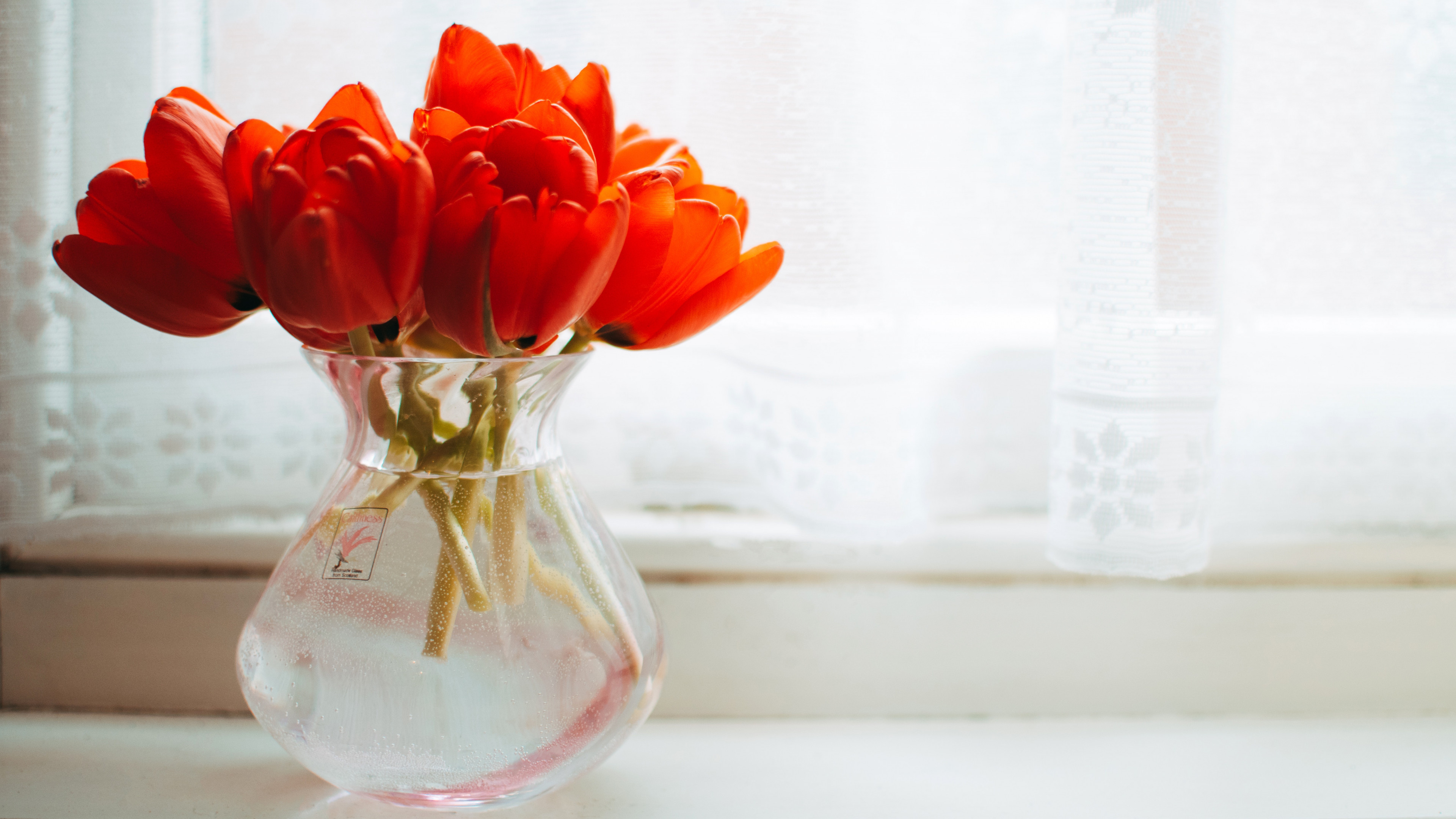 Red Tulips 