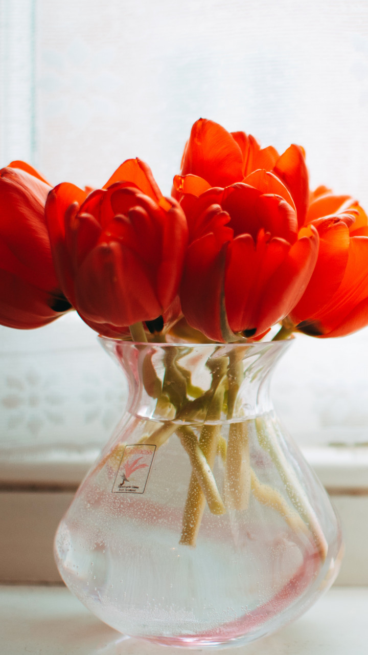 Red Tulips 