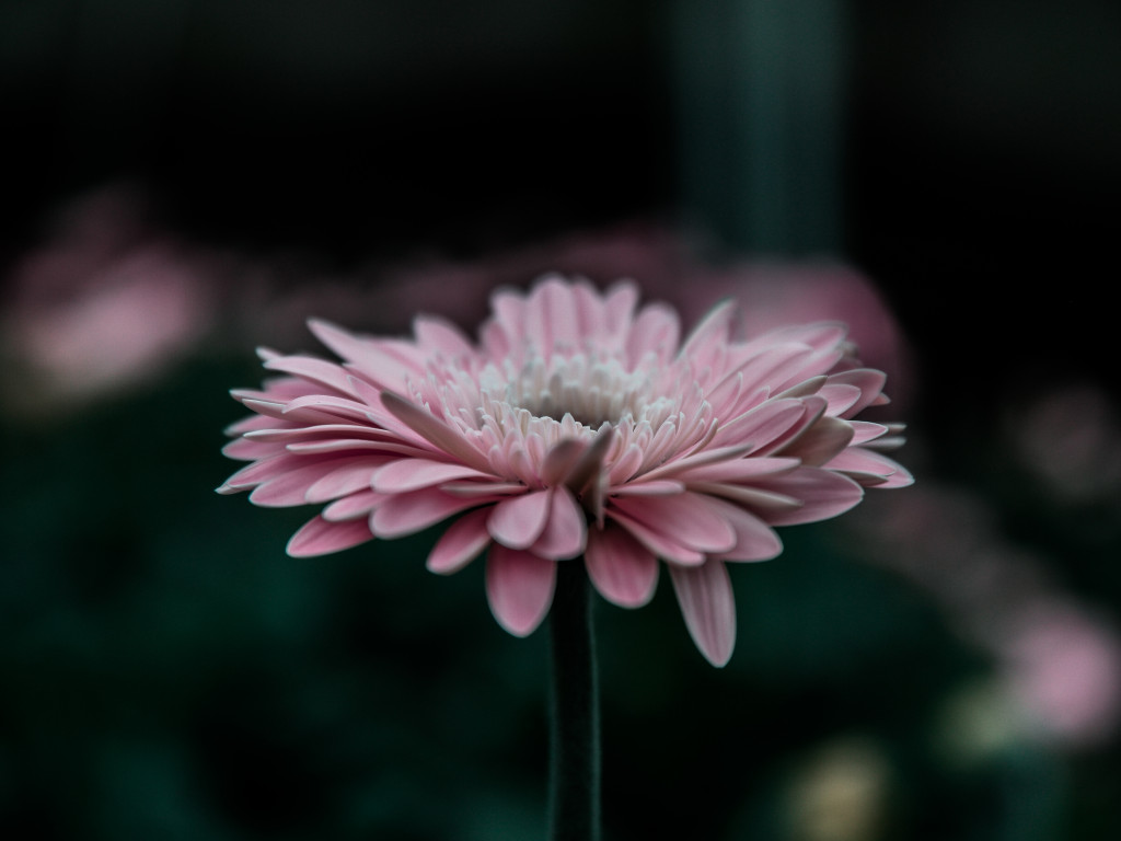 Pink Flower