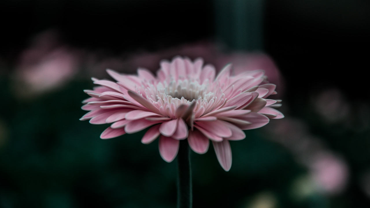 Pink Flower