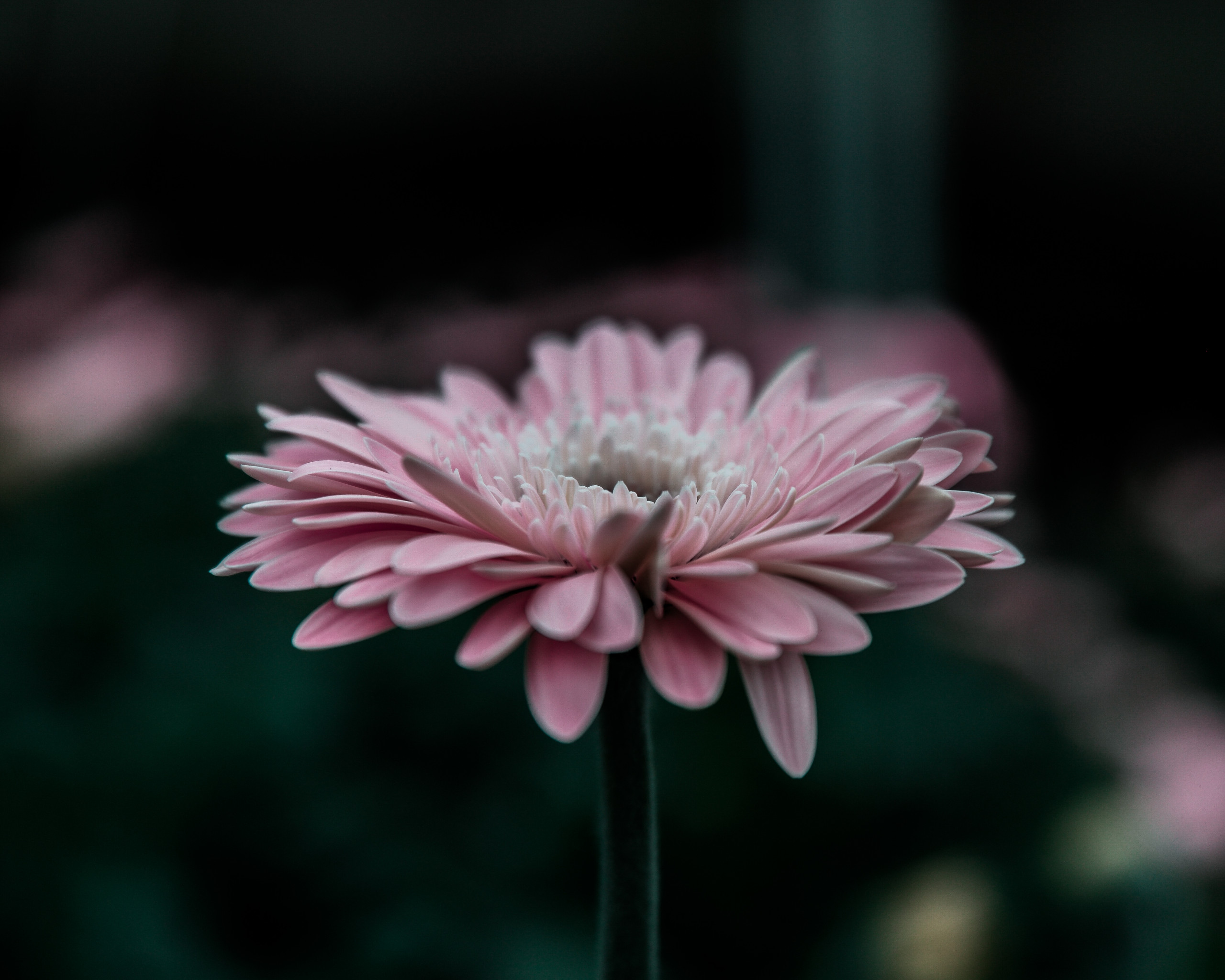 Pink Flower