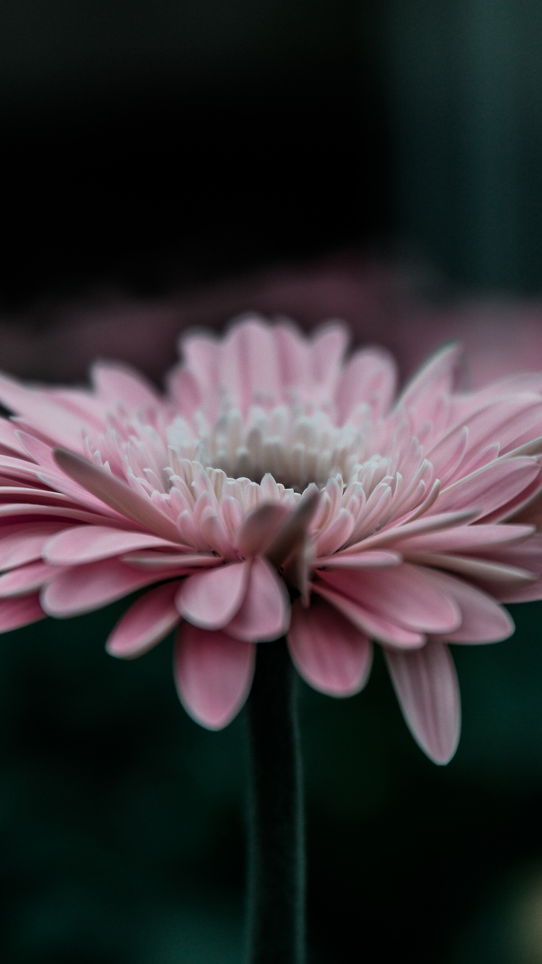 Pink Flower