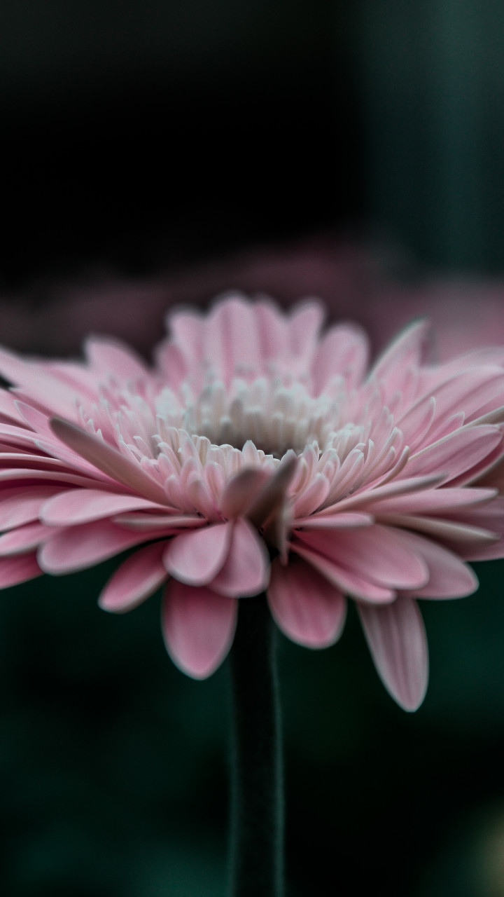 Pink Flower