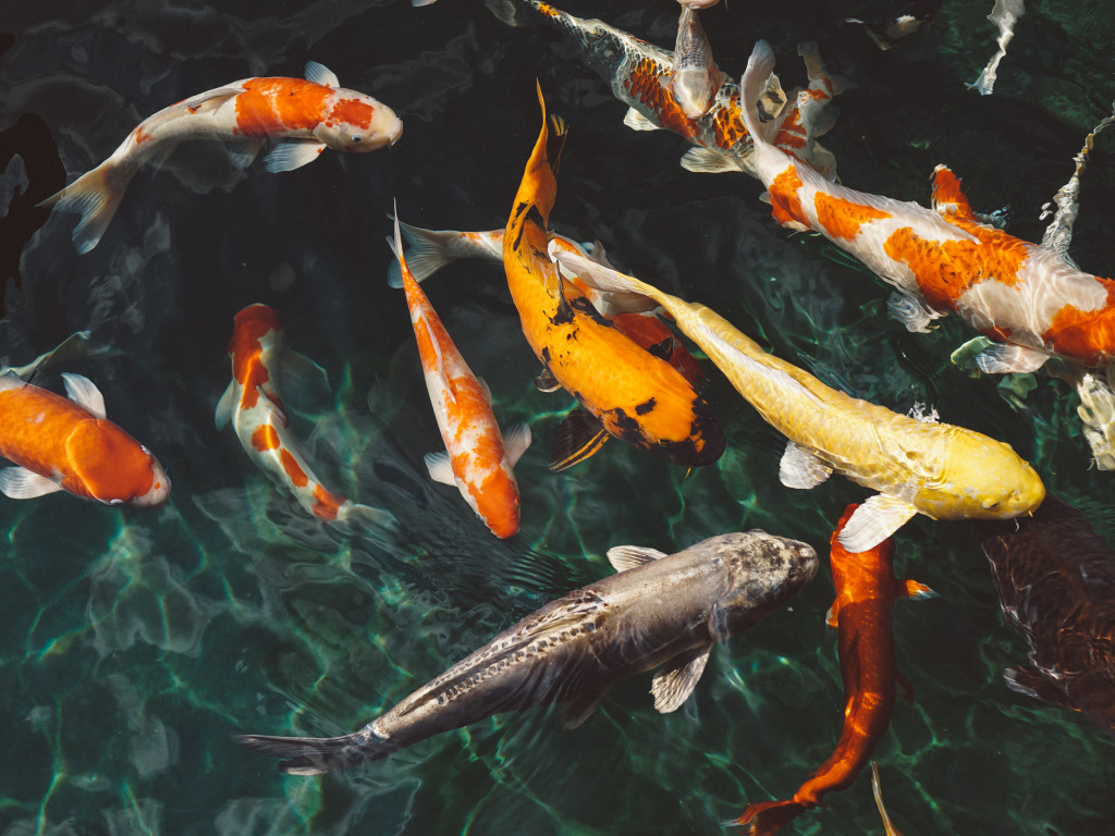 Koi Fishes