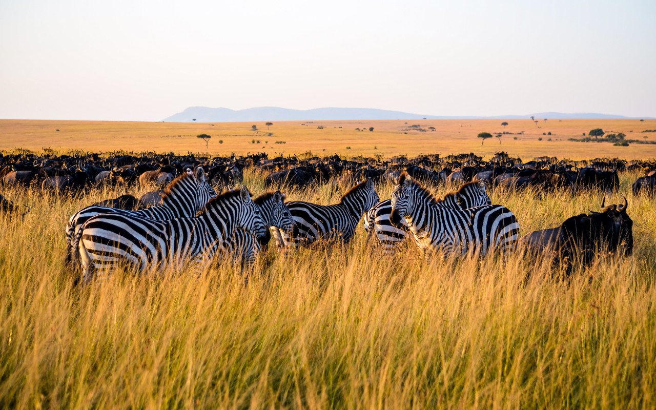 Zebras