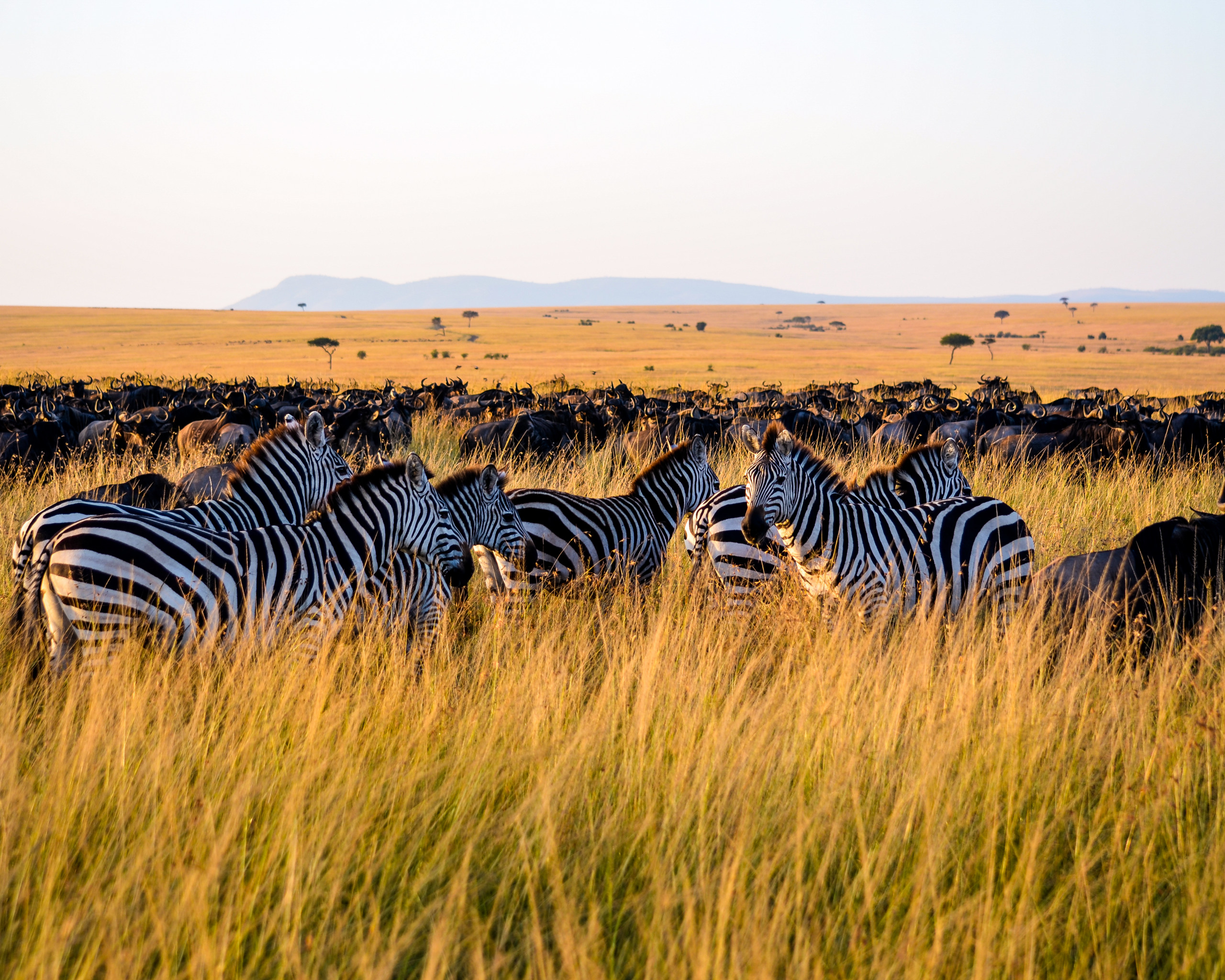 Zebras