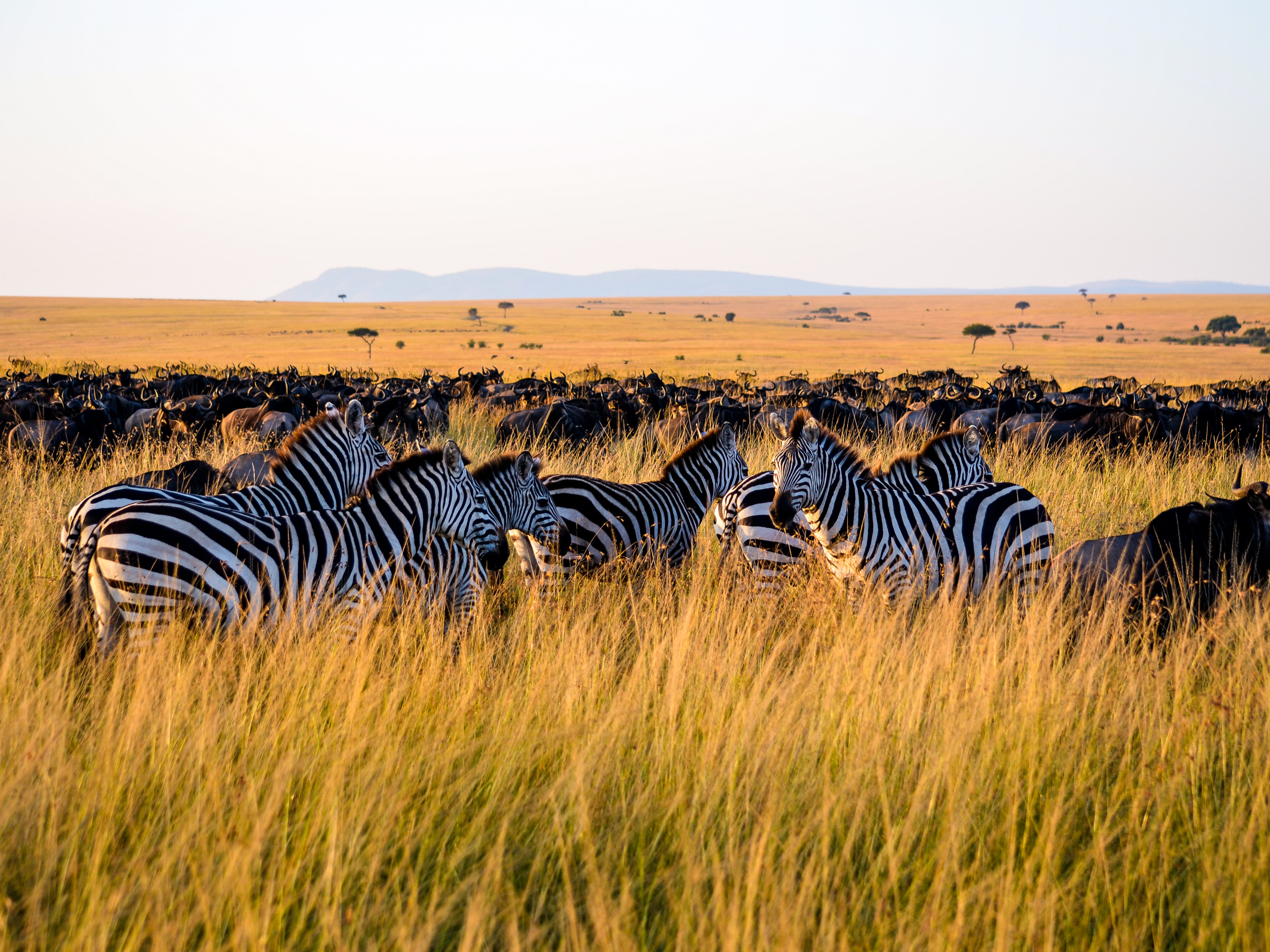 Zebras
