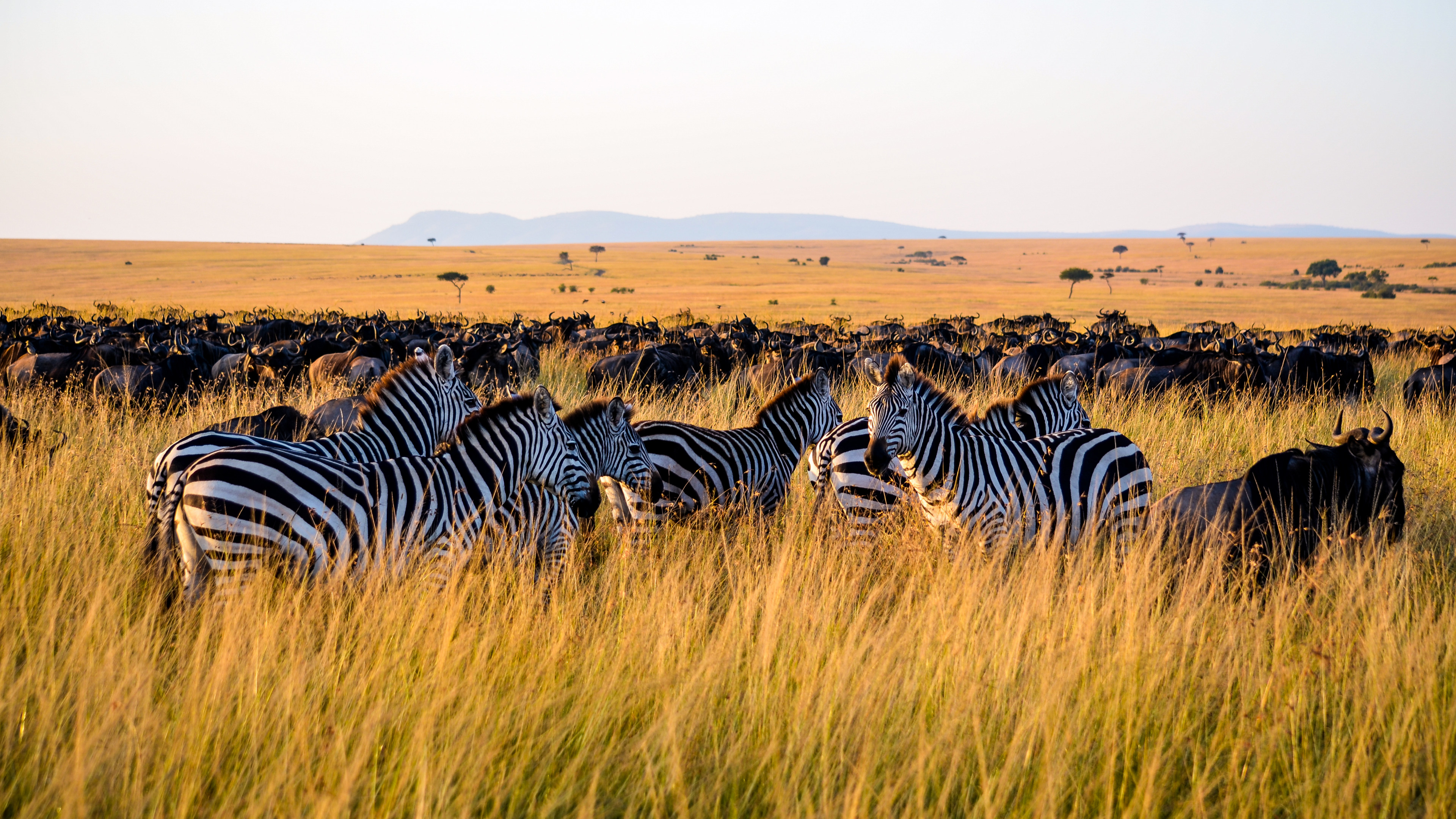 Zebras