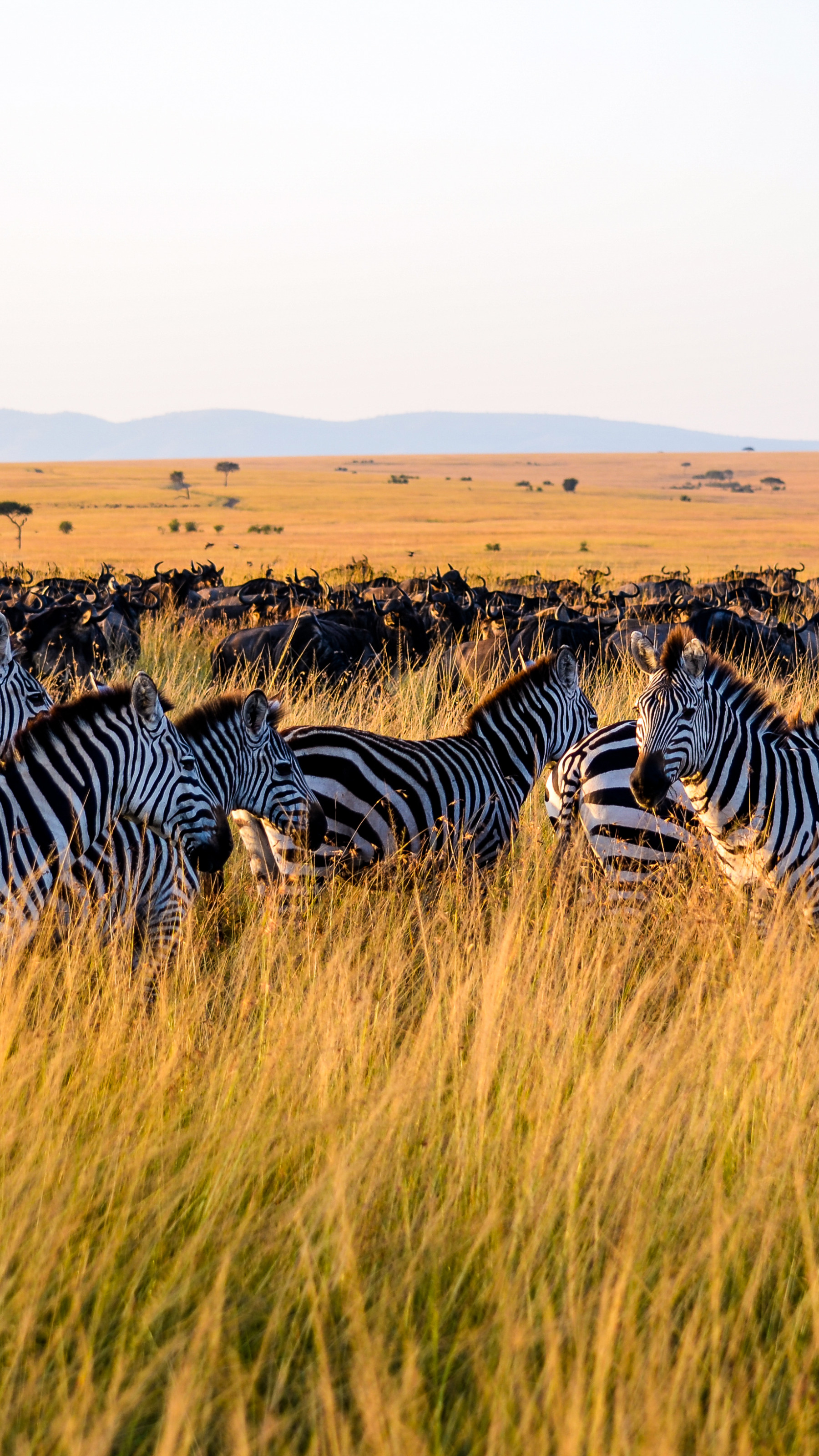 Zebras
