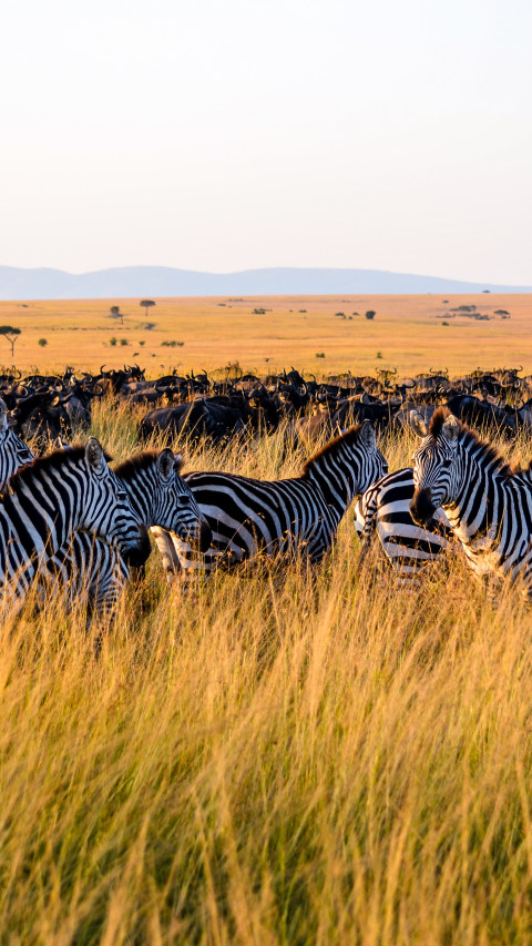 Zebras